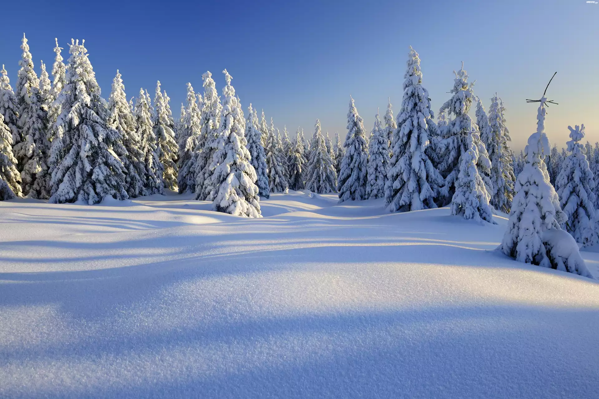 Zima, Åšnieg, Las