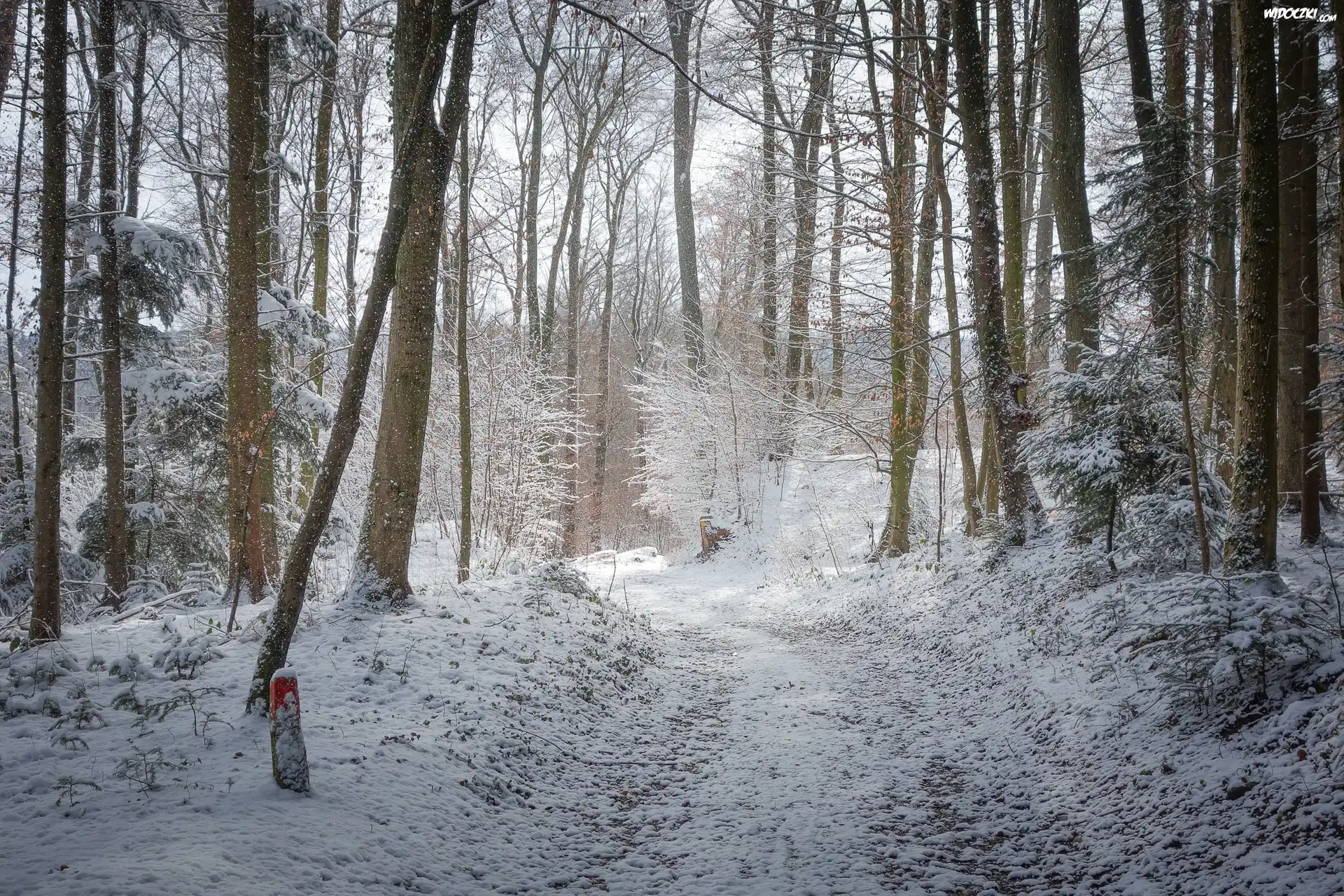 Zima, Åšnieg, Las