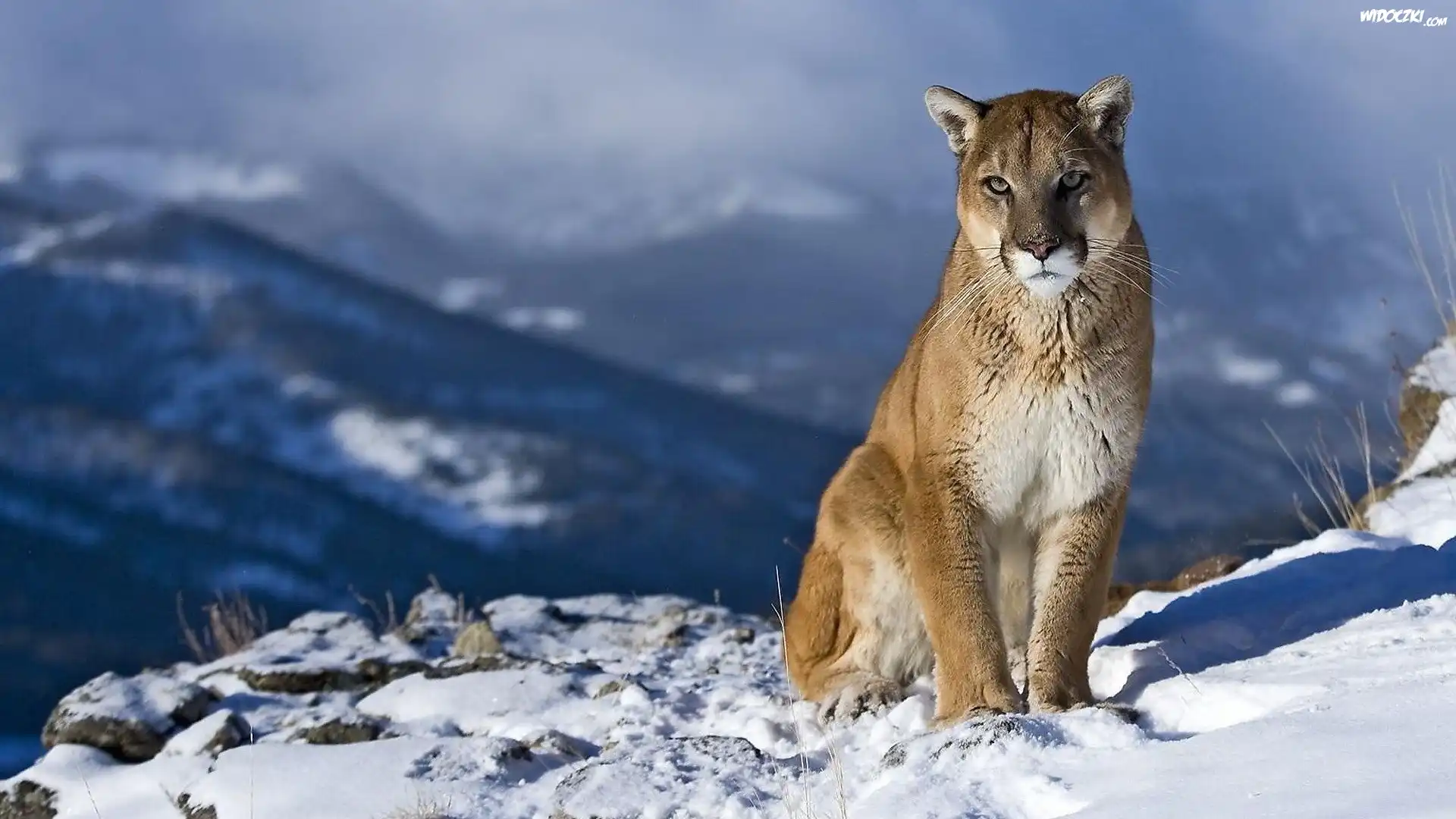 Zima, Åšnieg, Puma