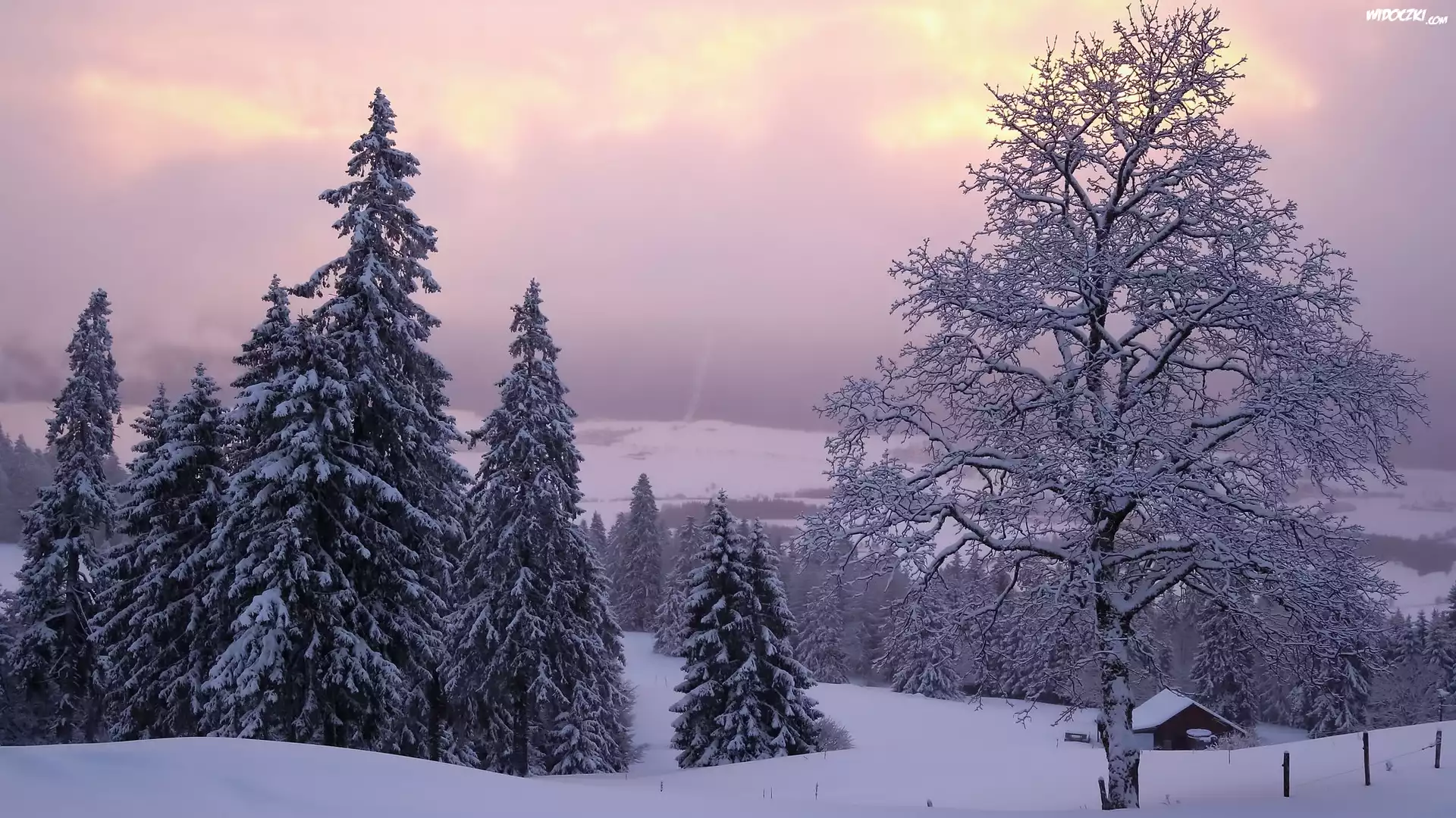 Zima, Śnieg, Drzewa, Świerki, Domek, Neuchatel, Szwajcaria