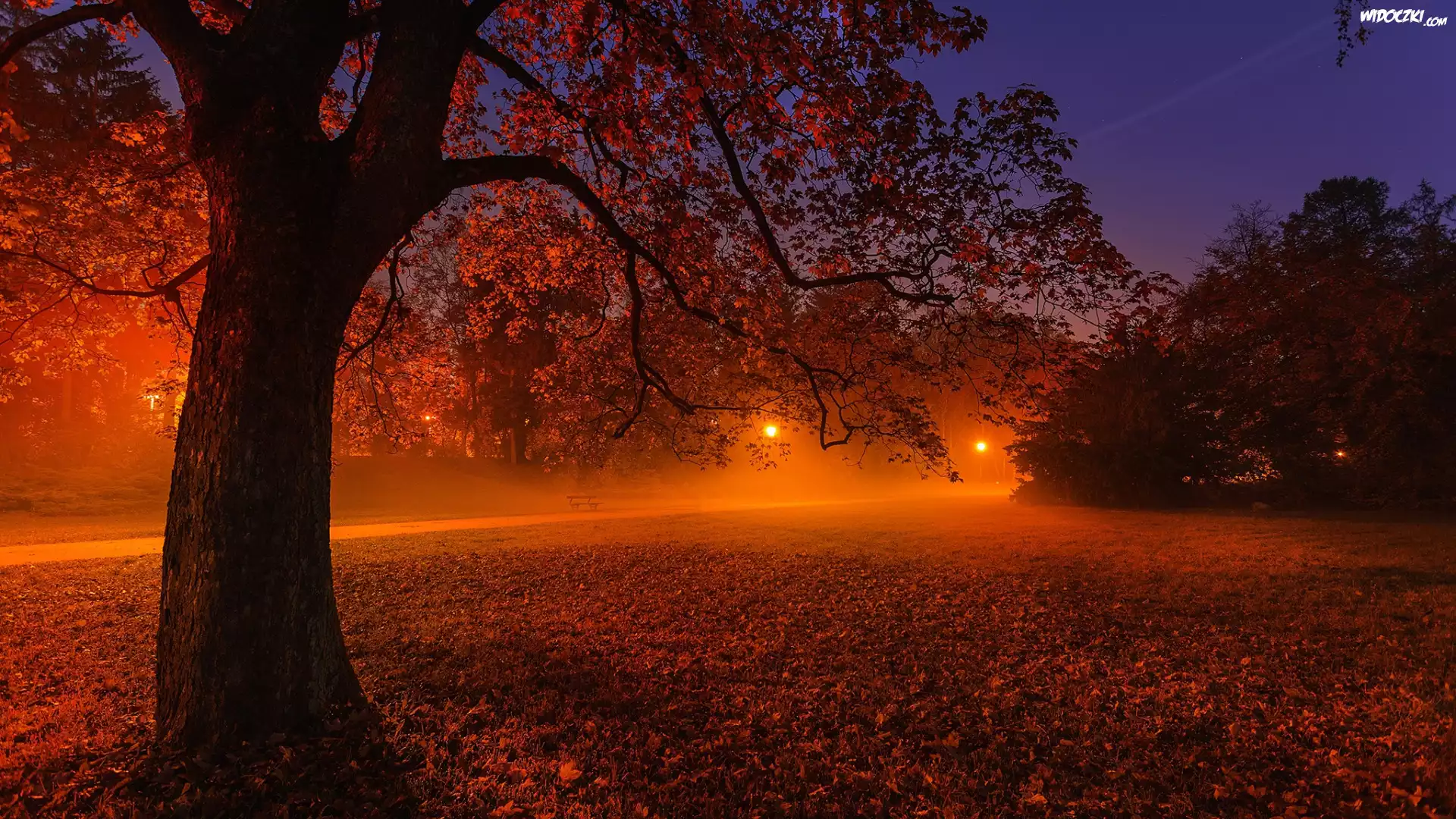 Jesień, Noc, Park, Drzewa, Mgła, Ławki, Lampy, Droga
