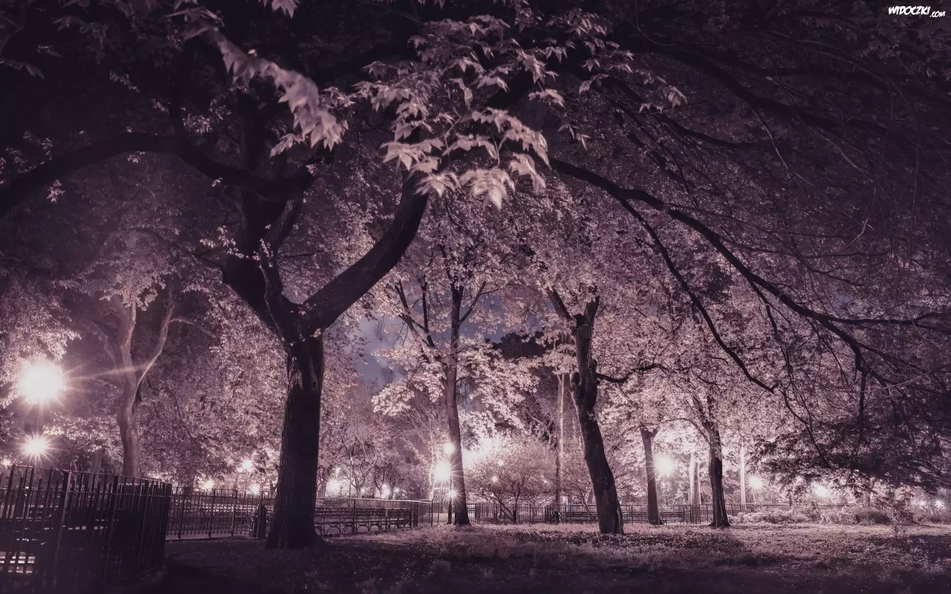 Park, Noc, Drzewa