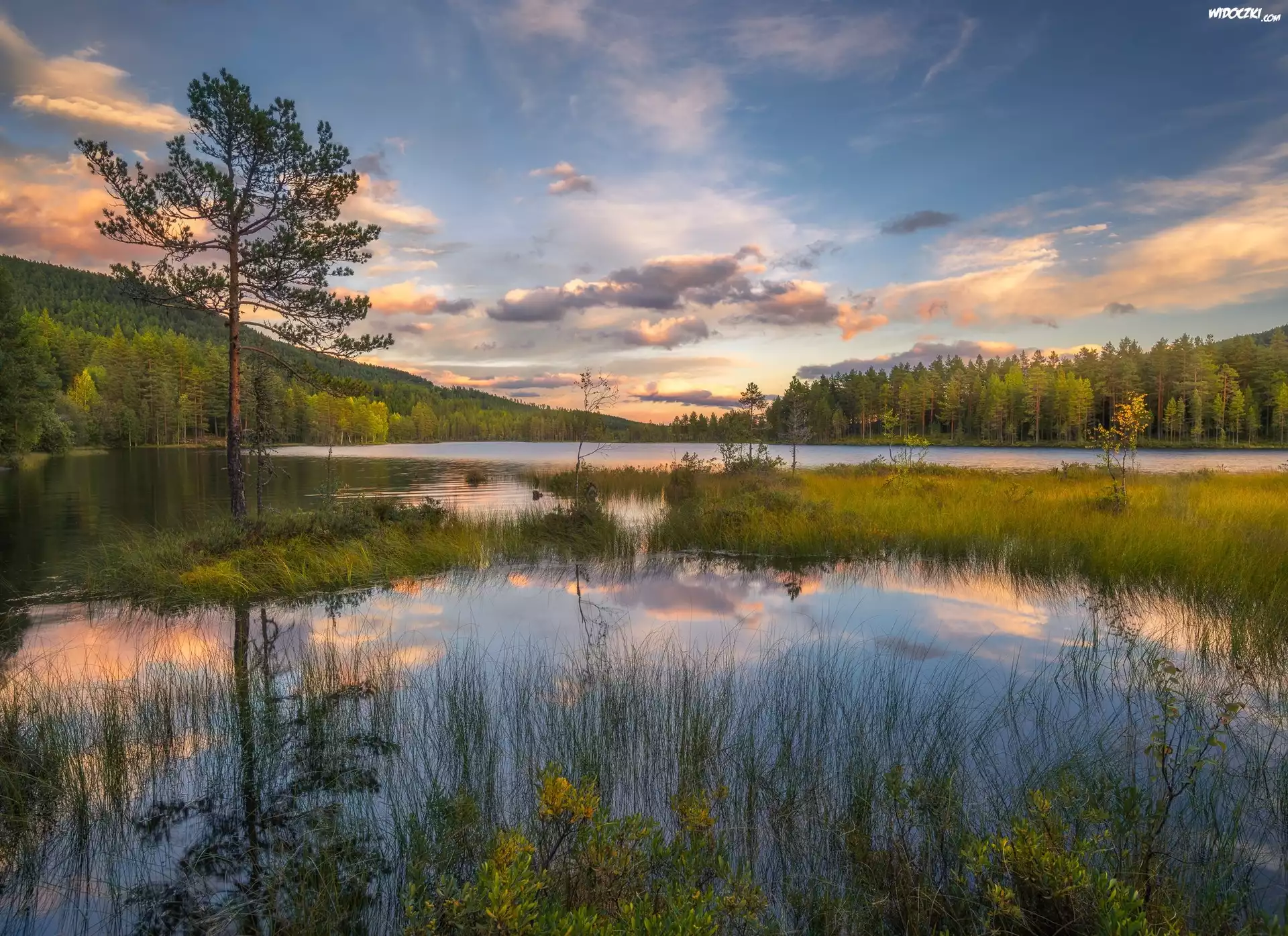 Jezioro, Drzewa, Trawy, Chmury, Odbicie, Miejscowość Sokna, Gmina Ringerike, Norwegia