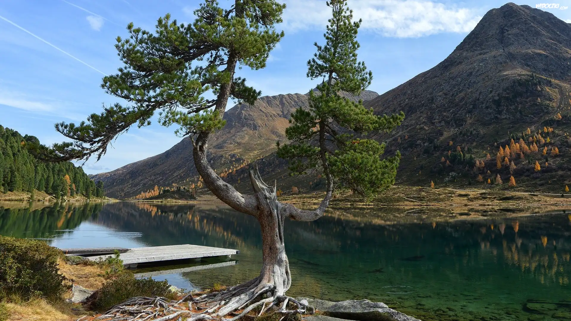 Drzewo, Sosna, Góry, Alpy, Jezioro, Obersee, Pomost, Park Narodowy Berchtesgaden, Bawaria, Niemcy