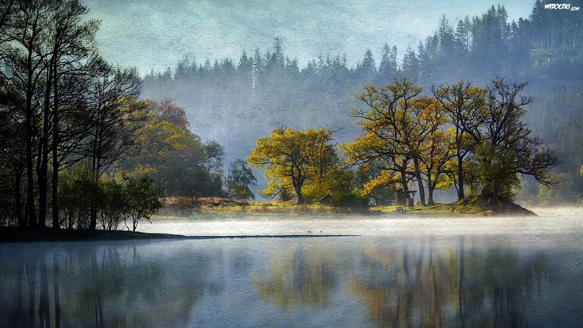 Obraz, Las, Jezioro, Drzewa