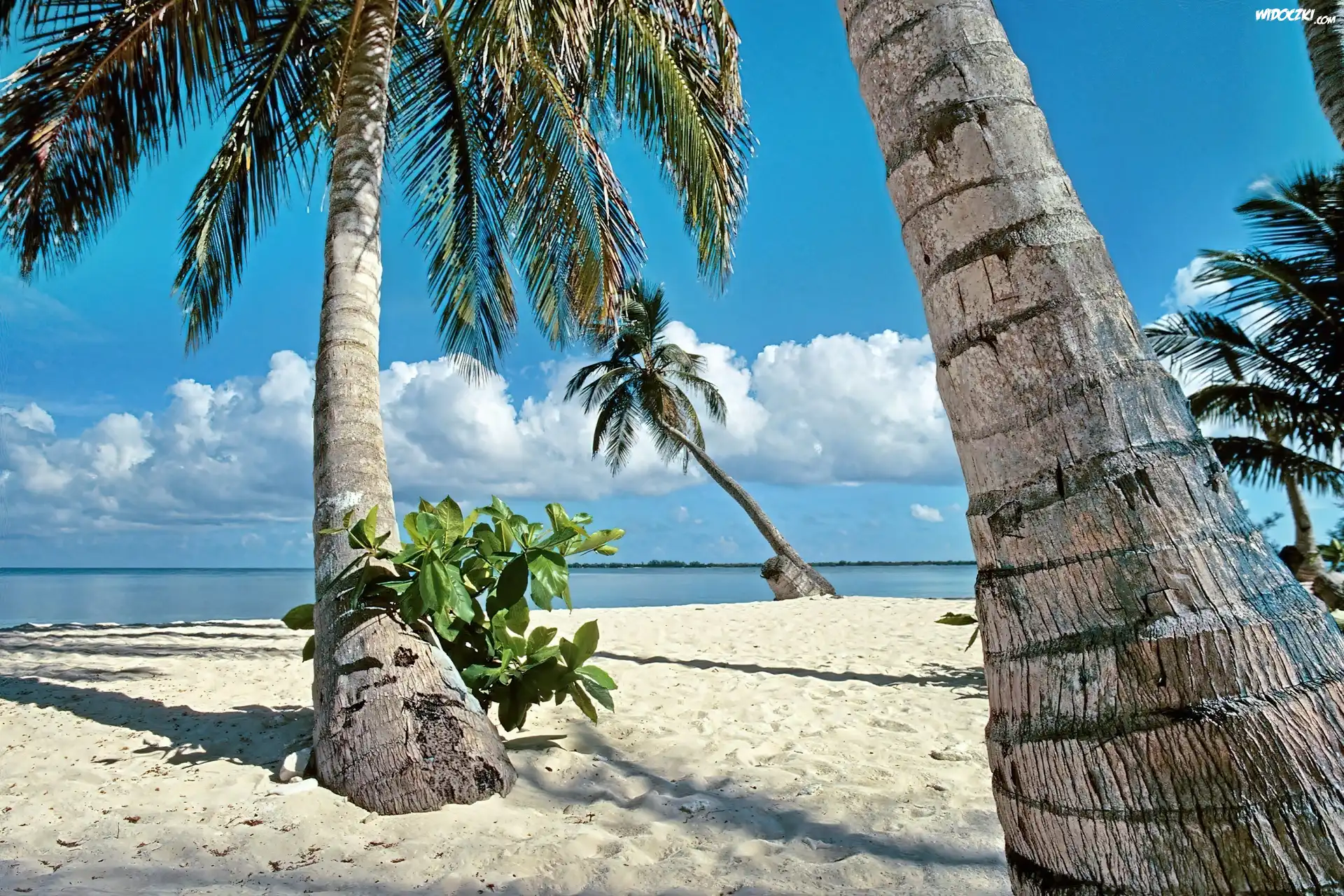 Ocean, Plaża, Palmy, Tropik