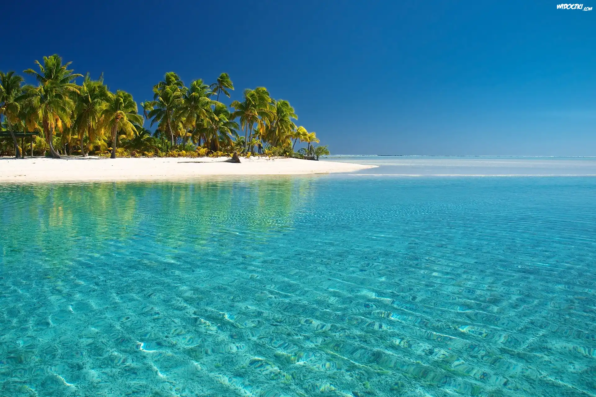 Ocean, Palmy