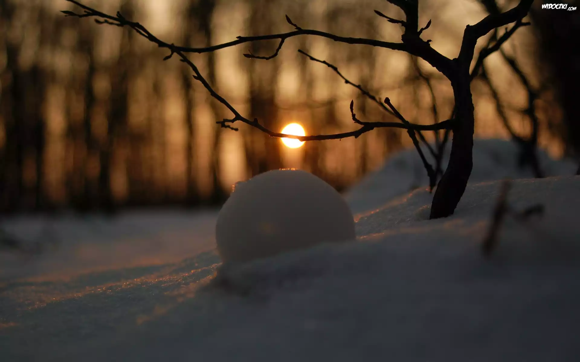 Odbicie, Słońca, Śnieg, Las