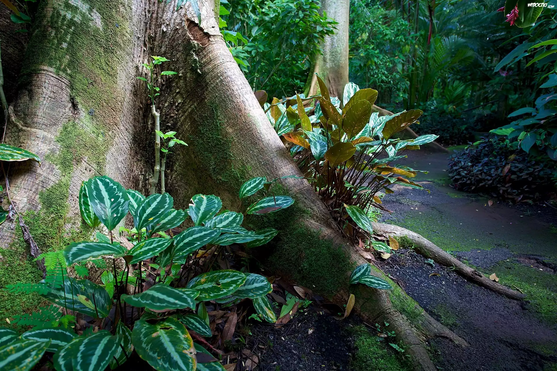 Ogród Botaniczny, Hawaje, USA