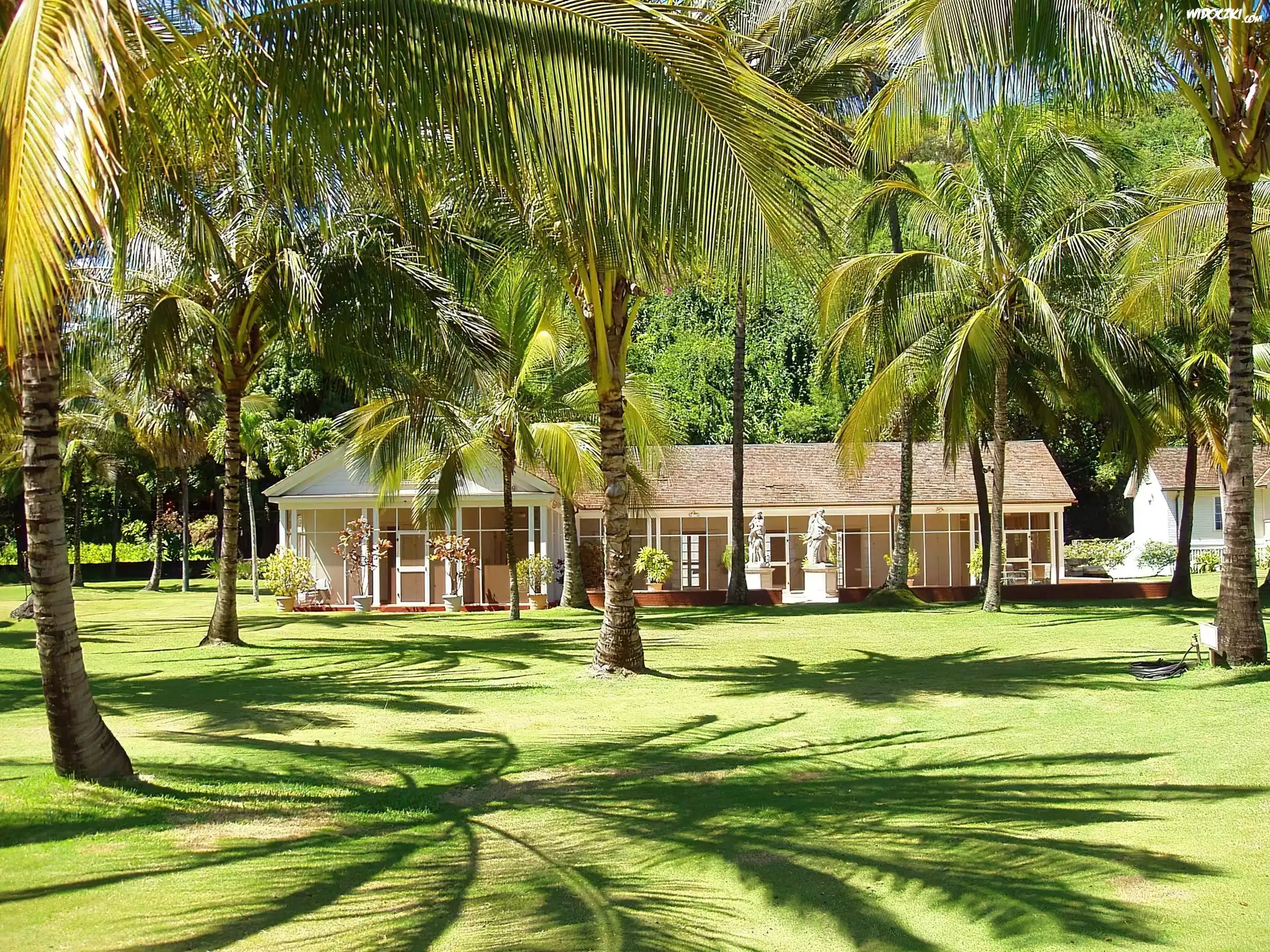 Ogród, Dom, Palmy, Kauai, Hawaje