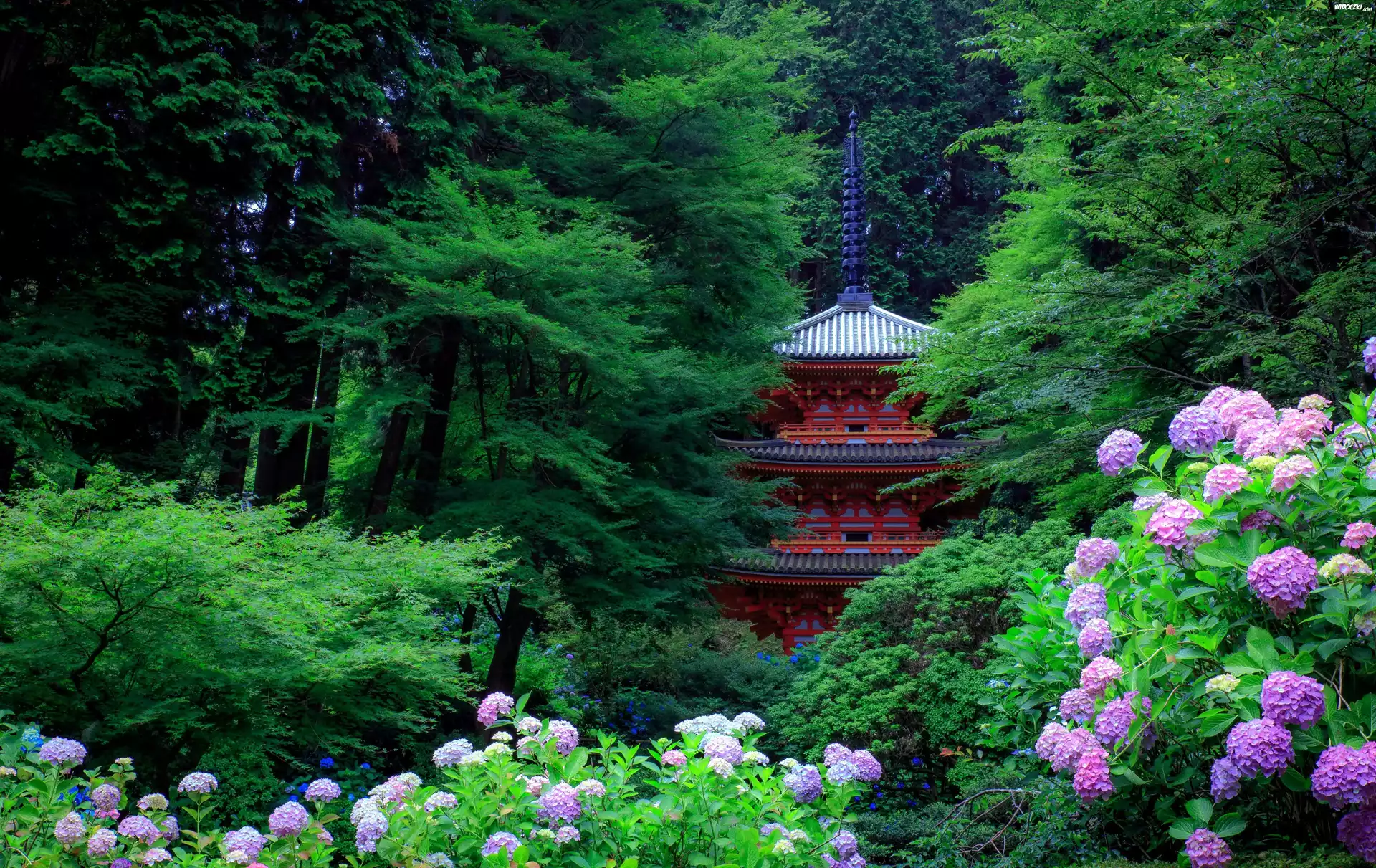 Ogród, Pagoda, Drzewa, Hortensje, Kioto, Japonia