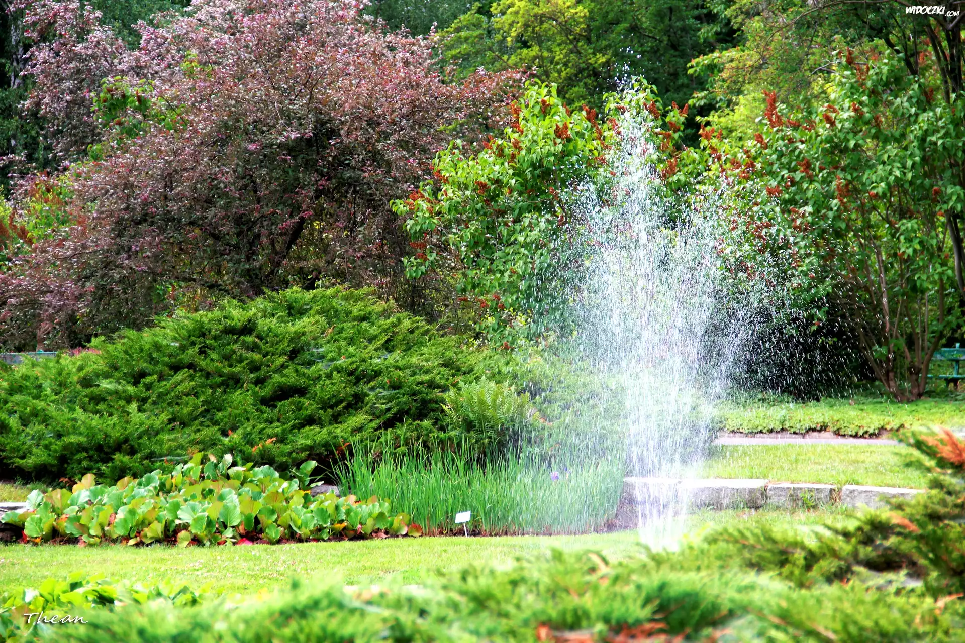 Ogród, Botaniczny, Poznań, Fontanna
