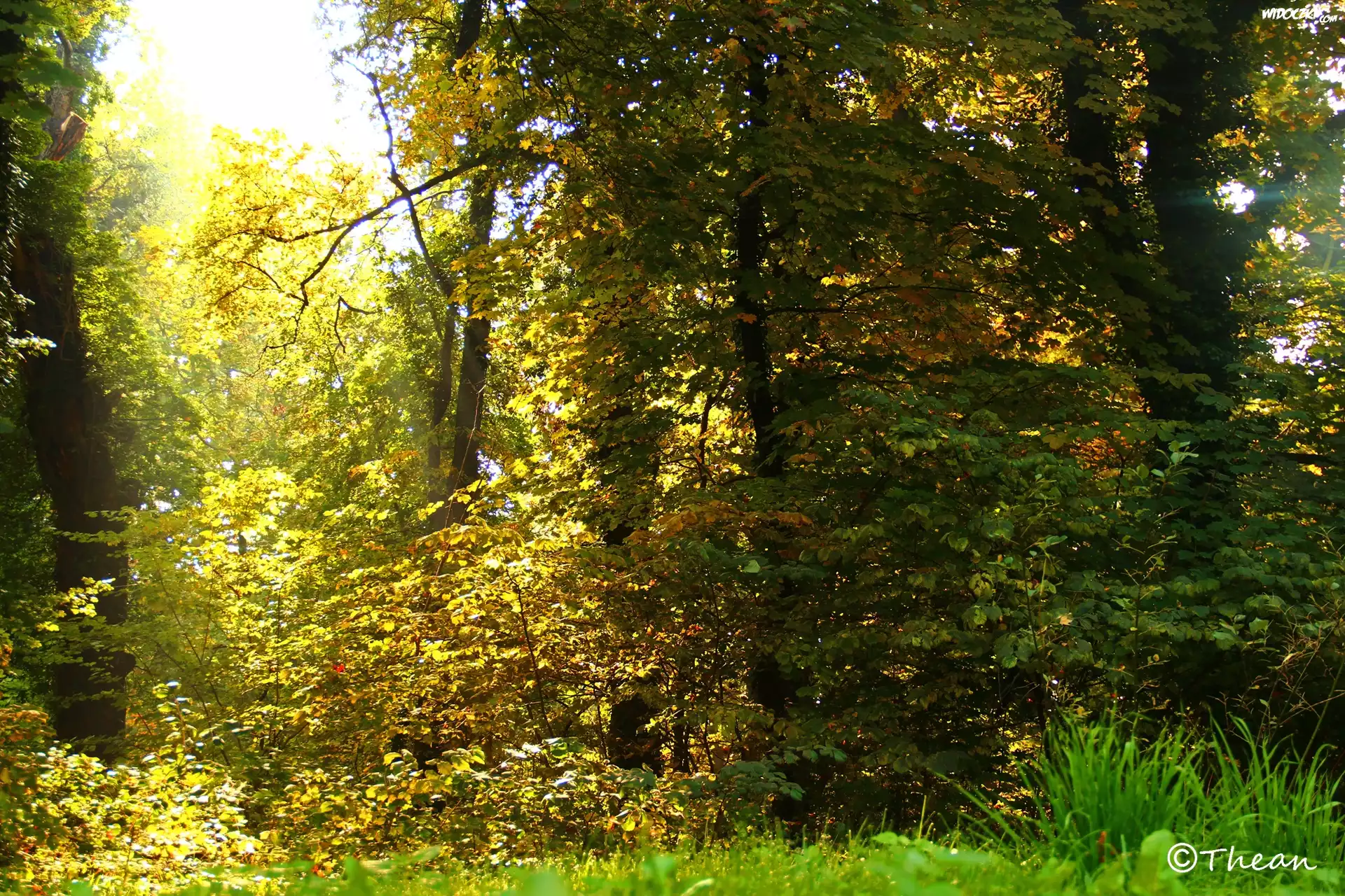 Ogród, Drzewa, Trawa, Jesień