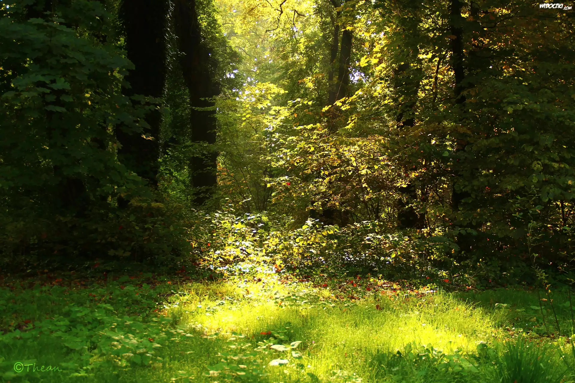 Ogród, Drzewa, Trawa, Liście