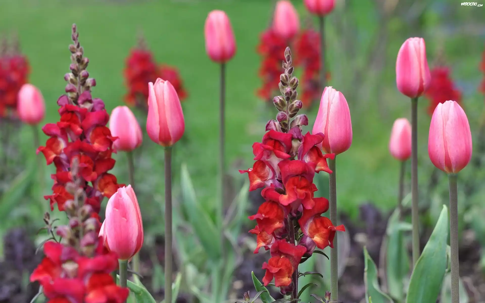 Ogród, Tulipany