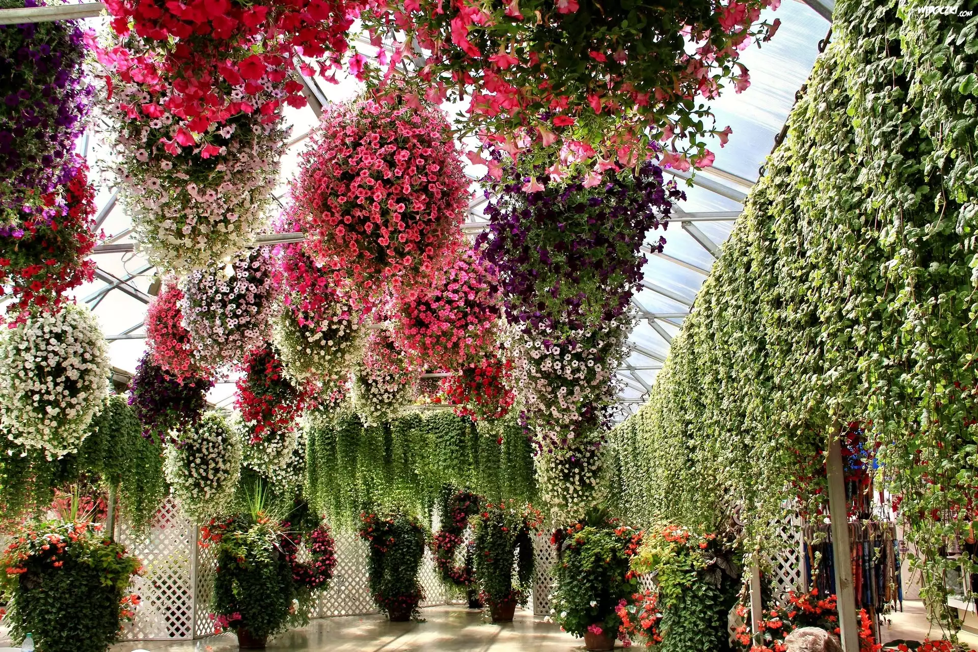 Ogród Botaniczny, Kolorowe, Wiszące, Surfinie