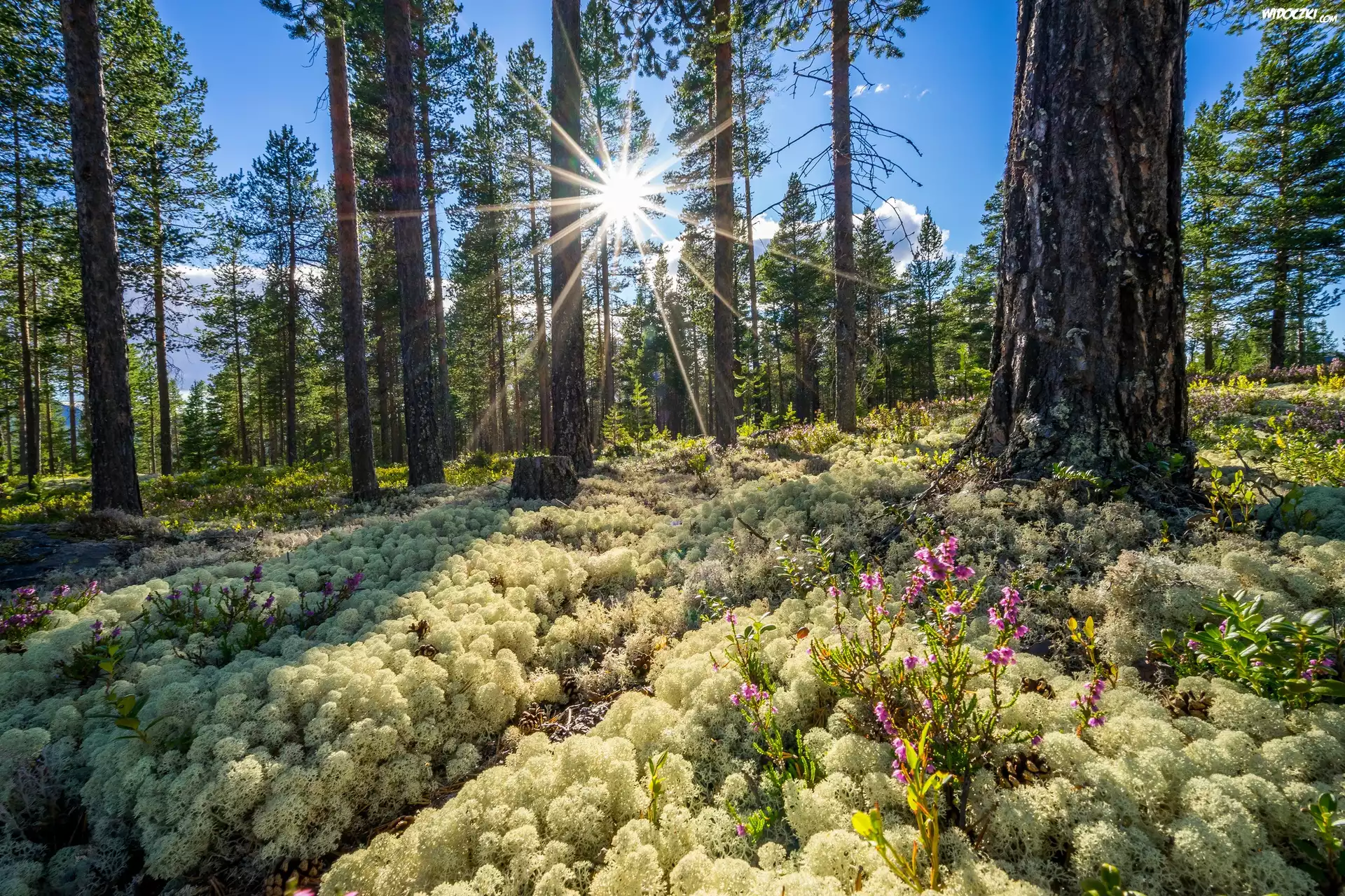 Norwegia, Okręg Buskerud, Las, Wiosna, Wschód słońca