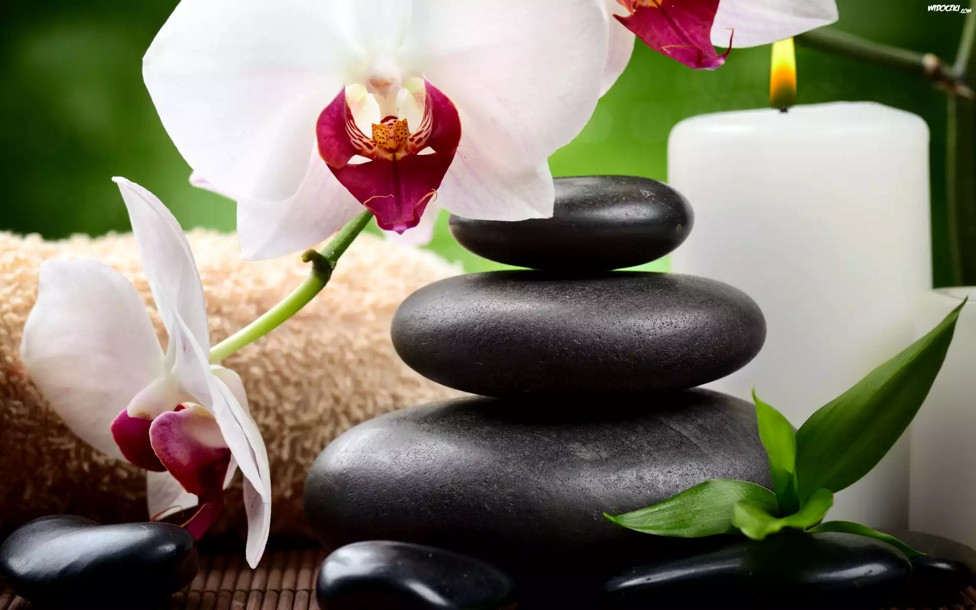 Orchidea, Åšwieca, Kamienie, SPA, Kompozycja Åšwieca