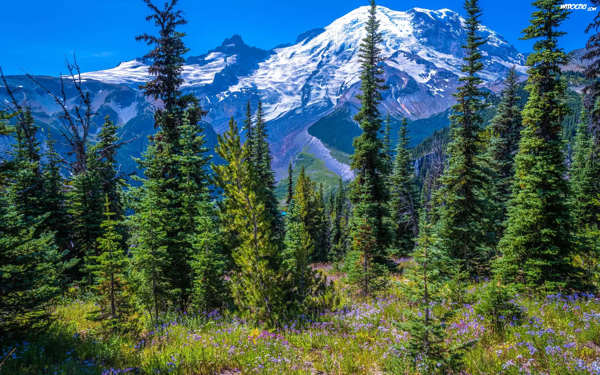 Ośnieżone, Góry, Drzewa, Świerki, Kwiaty, Park Narodowy Mount Rainier, Stan Waszyngton, Stany Zjednoczone