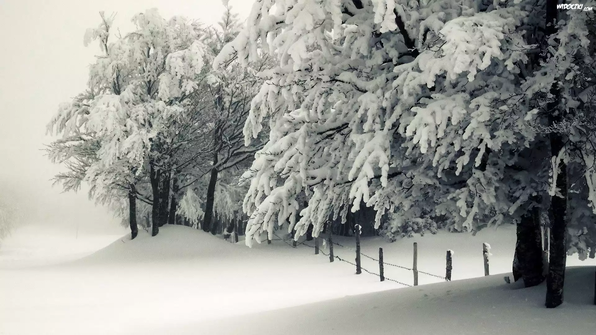 Zima, Ośnieżone, Drzewa