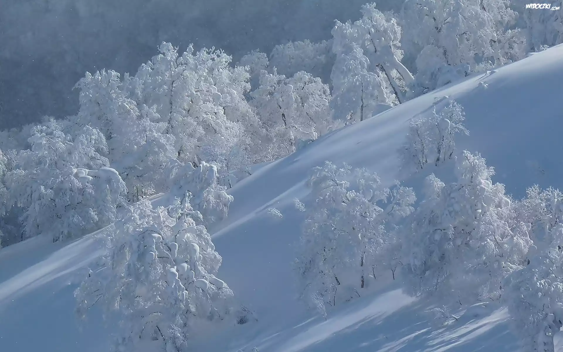Ośnieżony, Stok, Oszronione, Drzewa