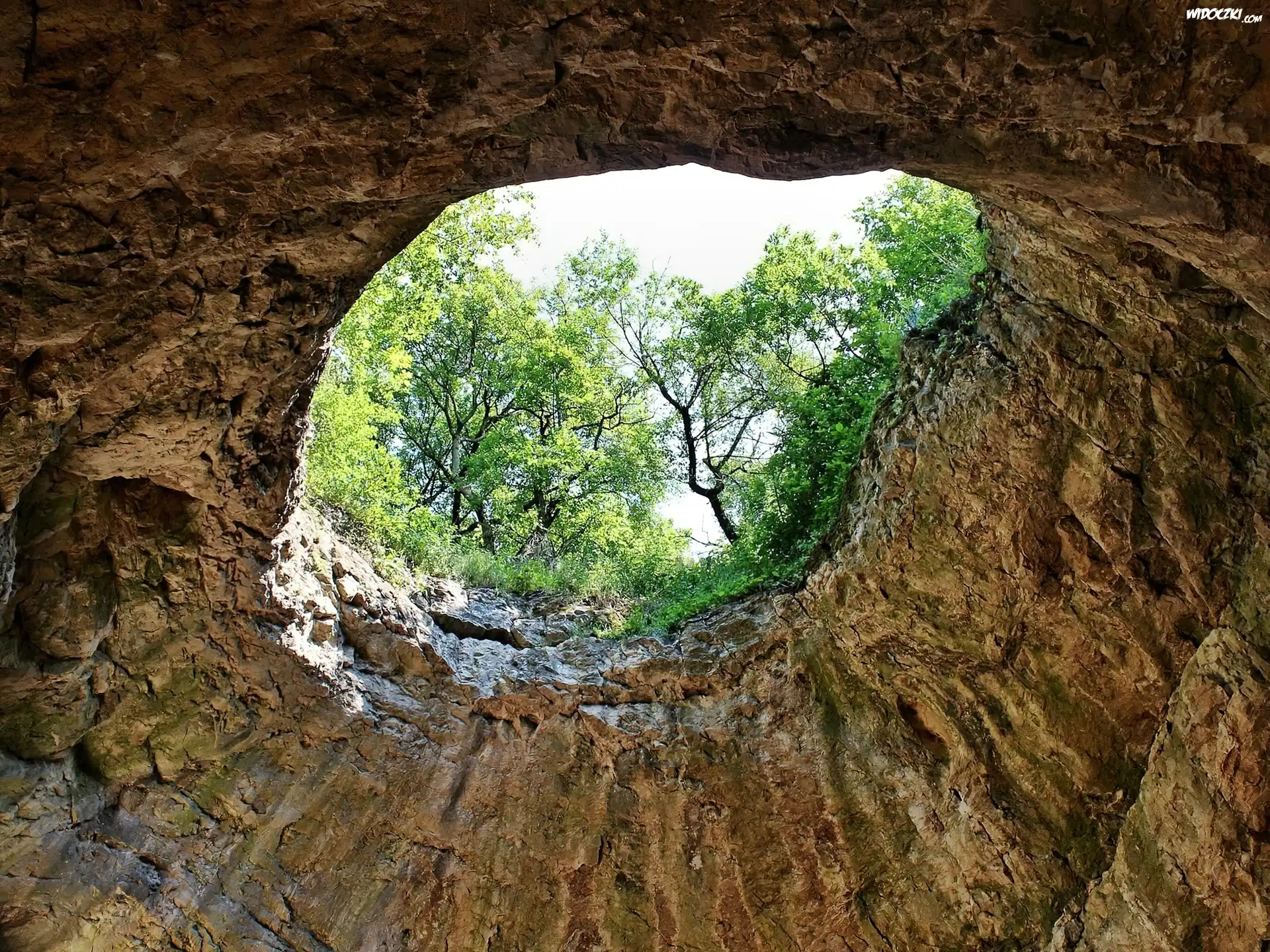 Jaskinia, Otwór, Drzewa