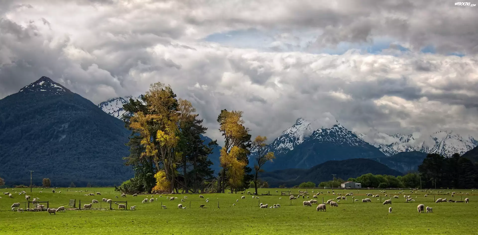 Pastwisko, Owce, Góry, Glenarchy, Nowa Zelandia, Trey Ratcliff