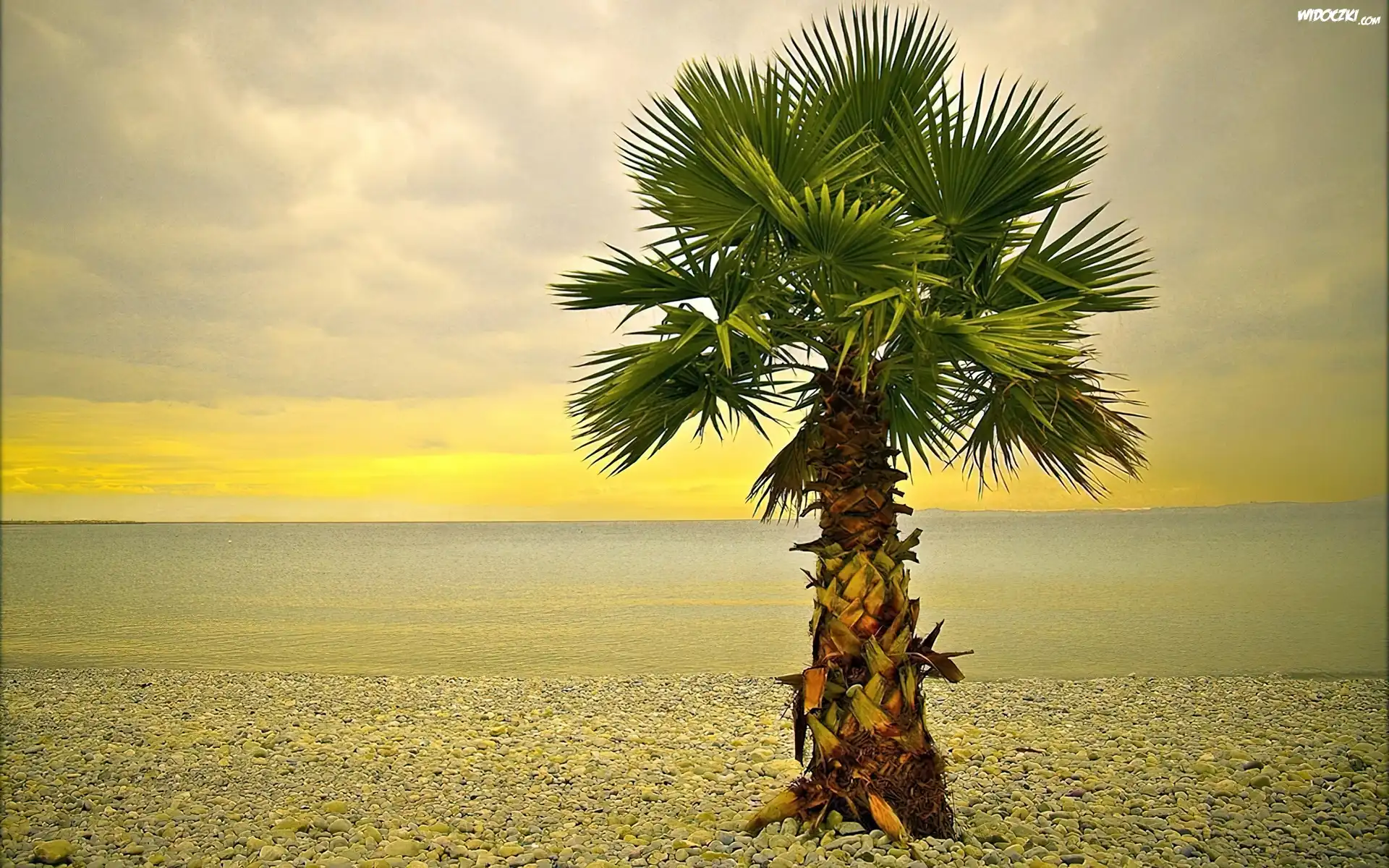 Palma, Samotna, Kamienista, Plaża, Morze