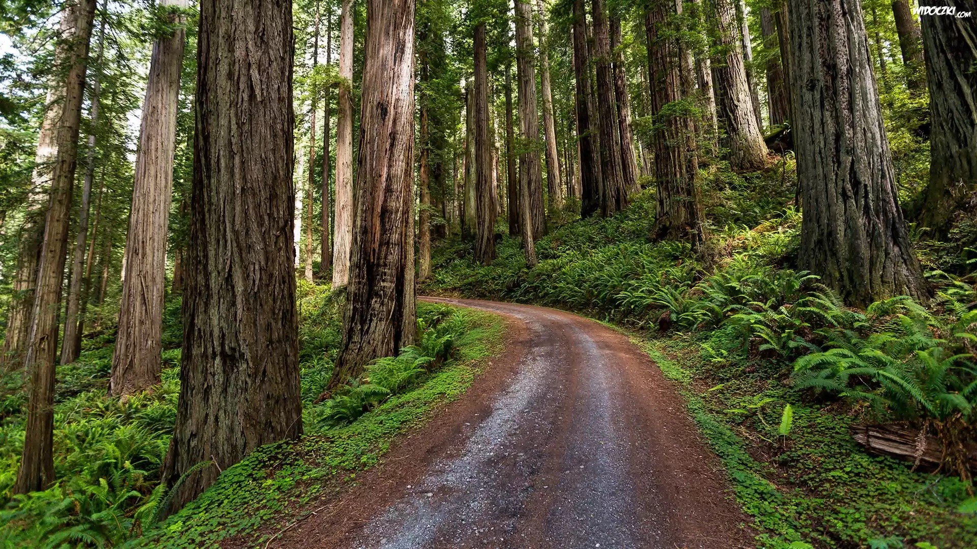 Stany Zjednoczone, Kalifornia, Park Narodowy Redwood, Las, Droga, Sekwoje, Paprocie
