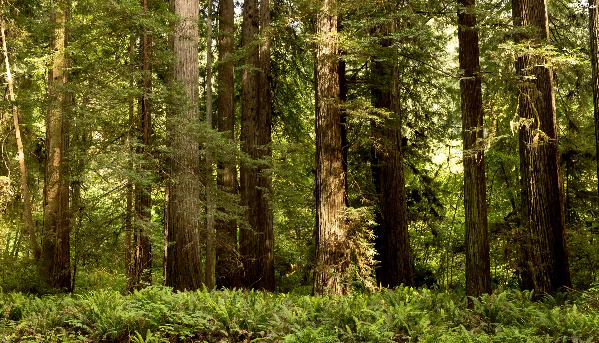 Stany Zjednoczone, Stan Kalifornia, Park Narodowy Redwood, Drzewa, Las, Paprocie