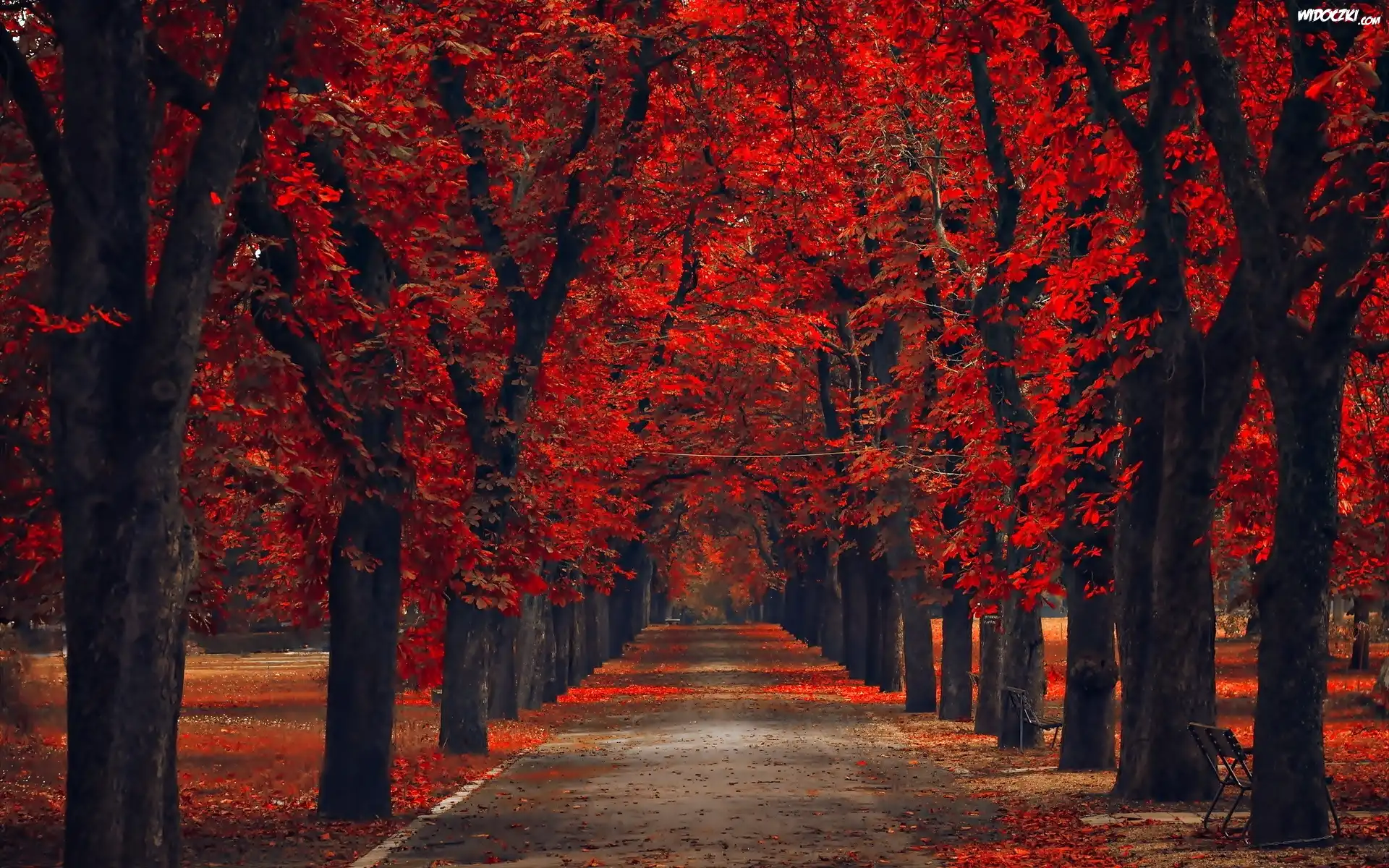 Park, Jesień, Czerwone, Drzewa, Aleja, Liście