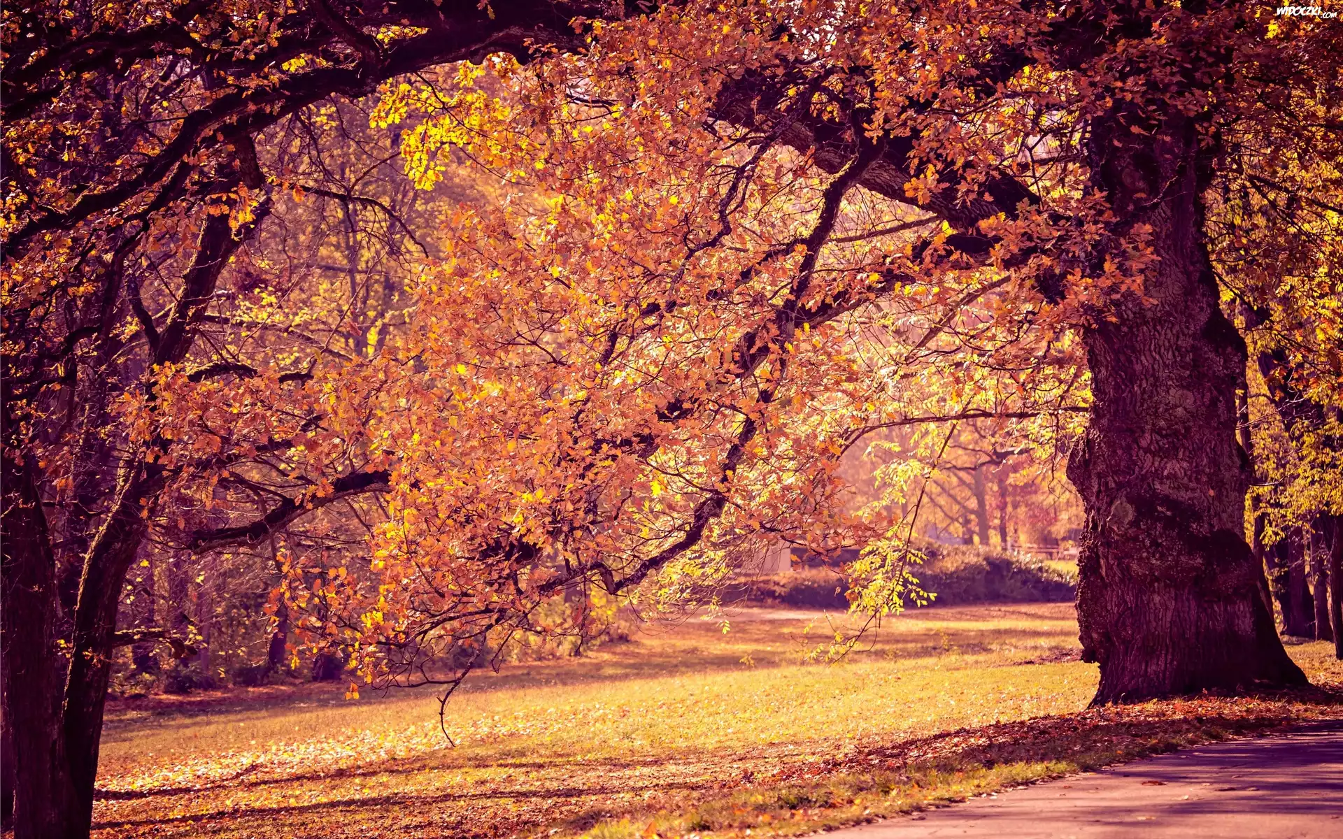 Park, Drzewa, Alejki, Jesień