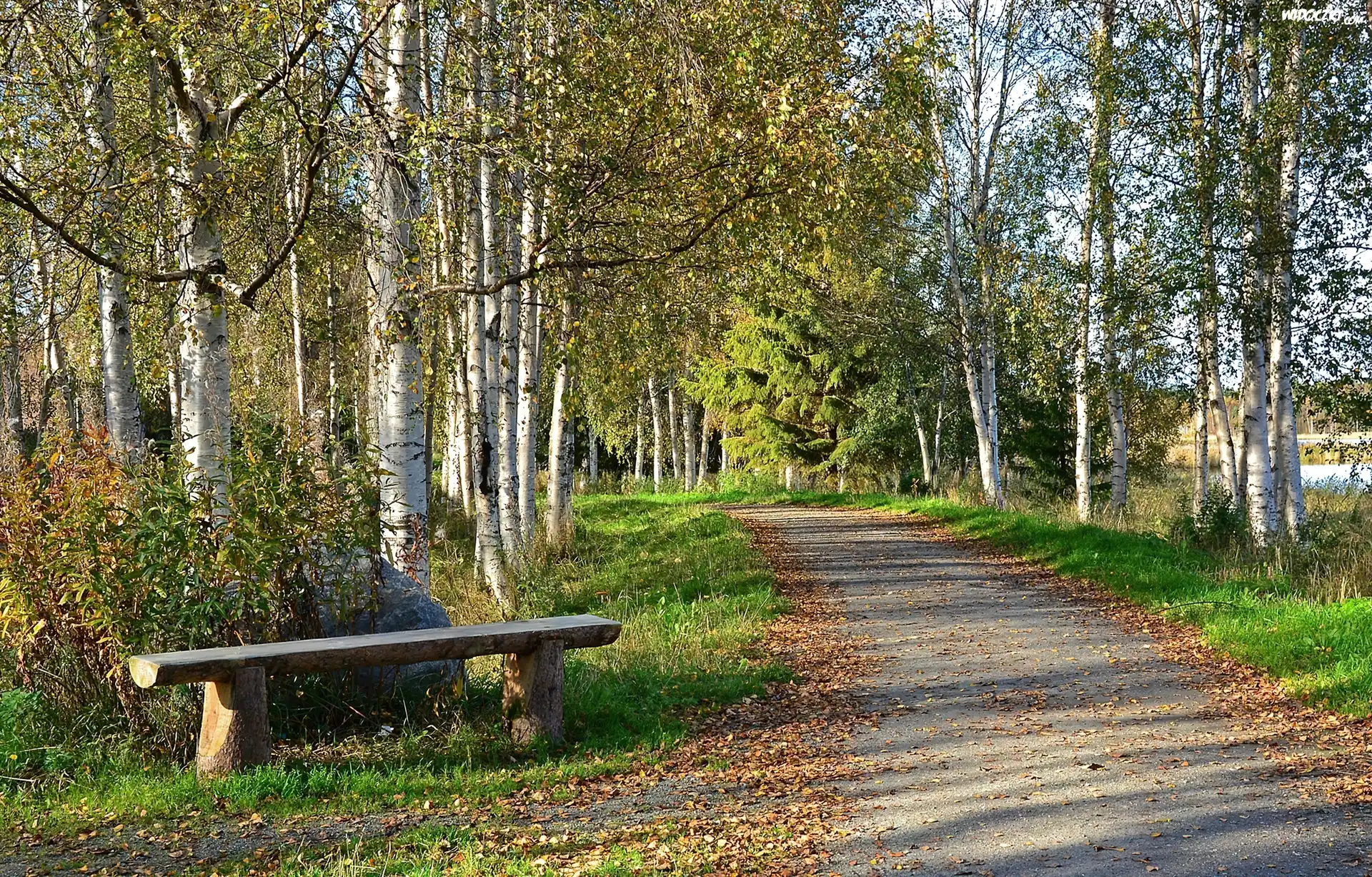 Park, Droga, Ławeczka, Brzozy