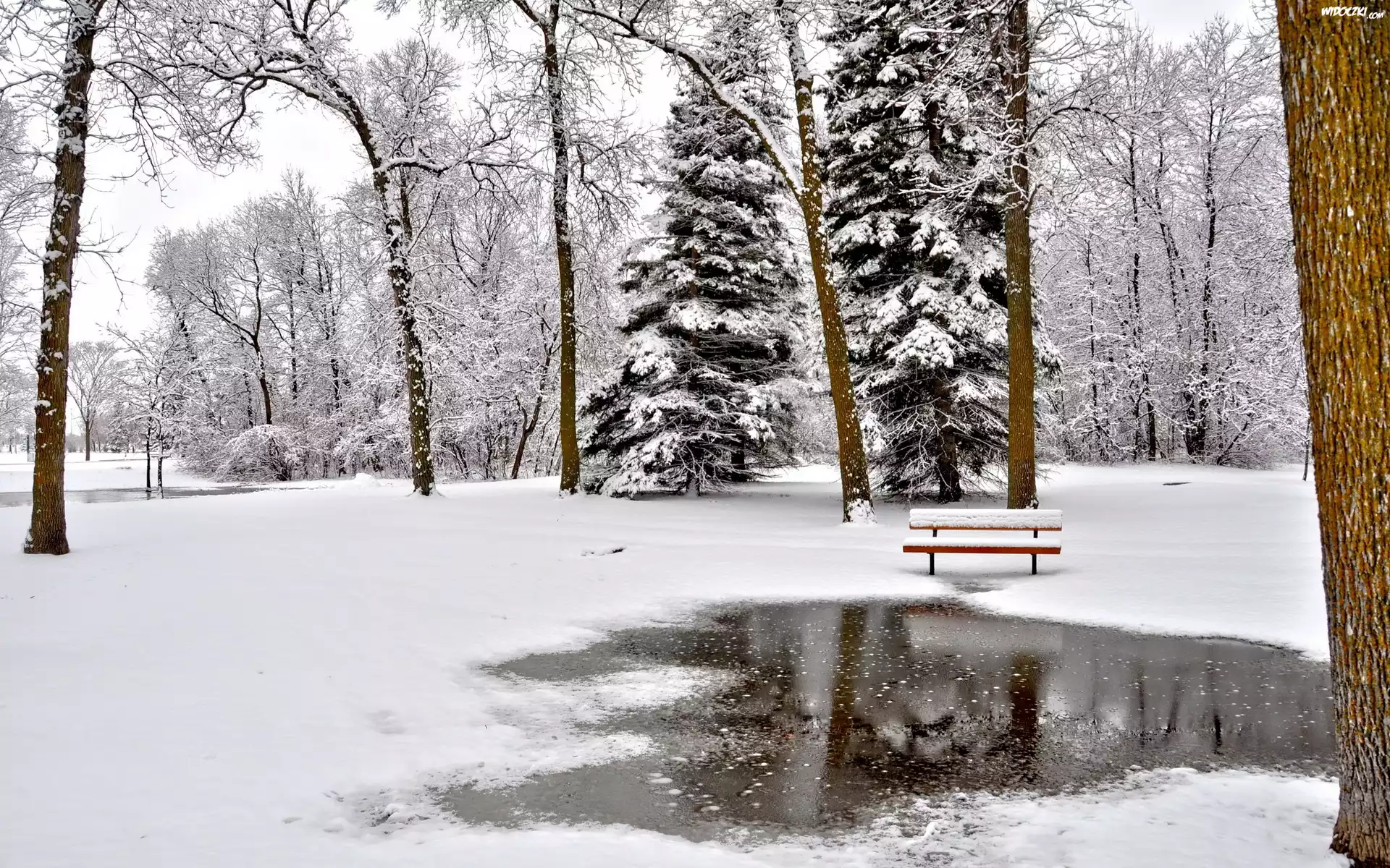 Park, Drzewa, Ławka, Zima