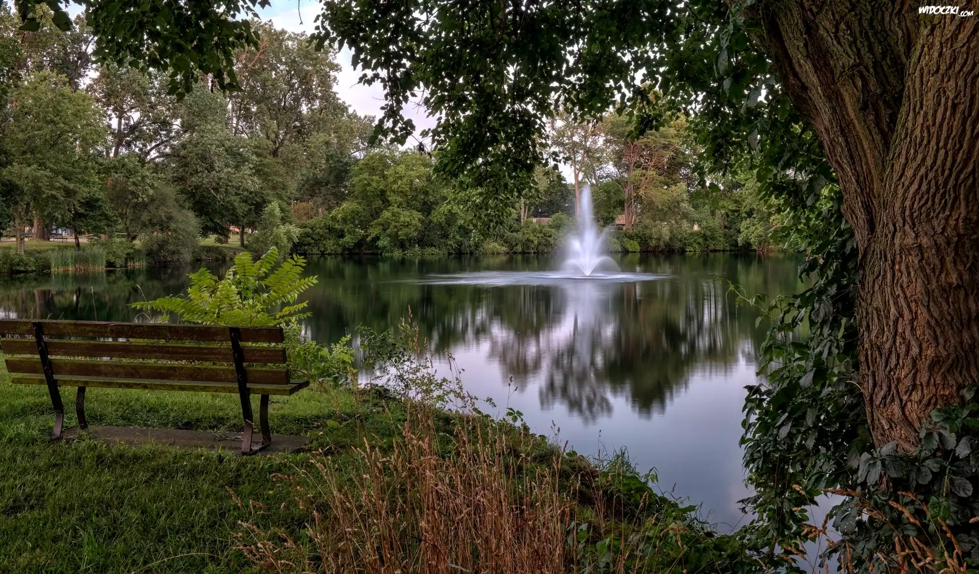 Park, Staw, Fontanna, Ławka, Drzewa