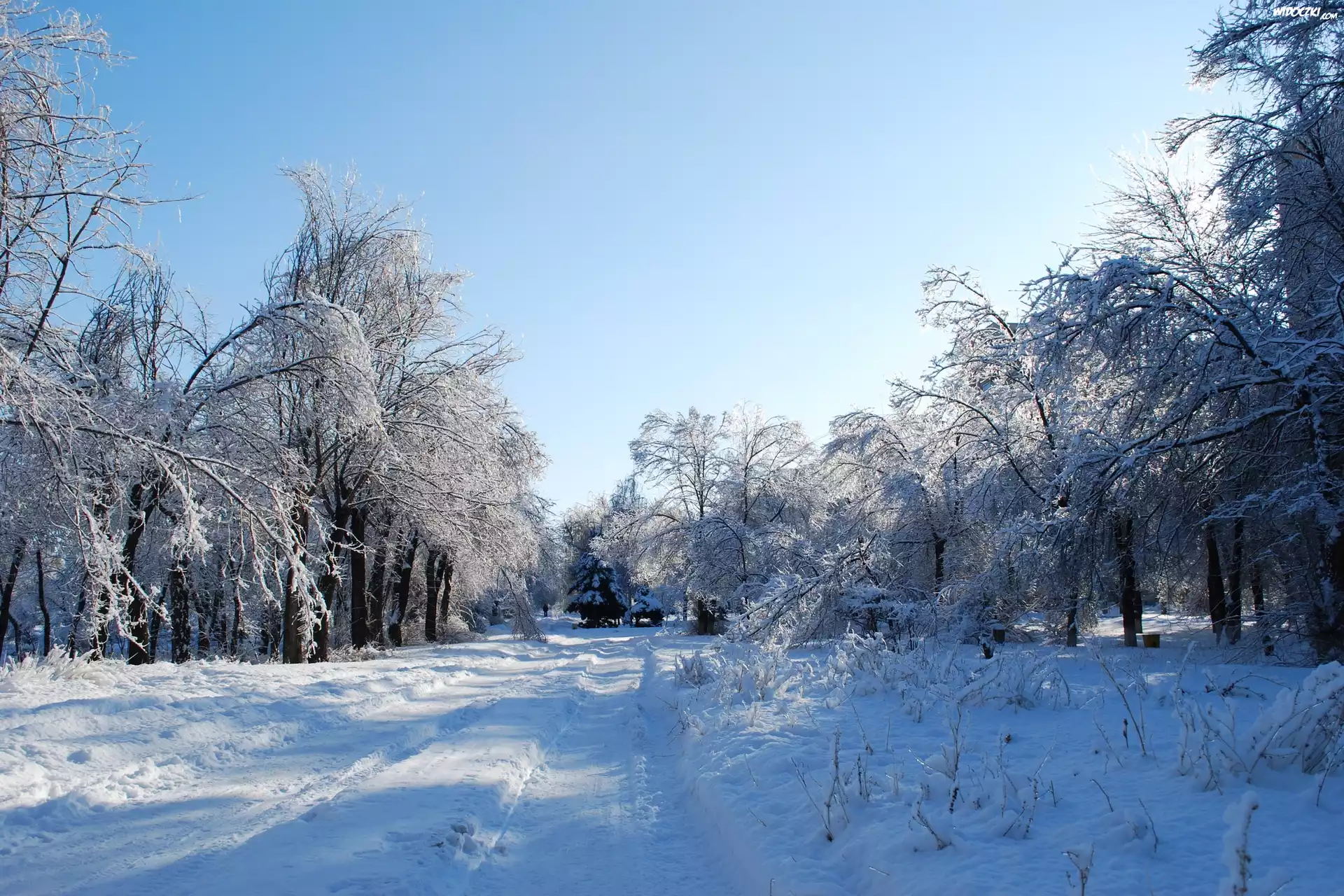 Park, Drzewa, Droga, Ławki, Zima