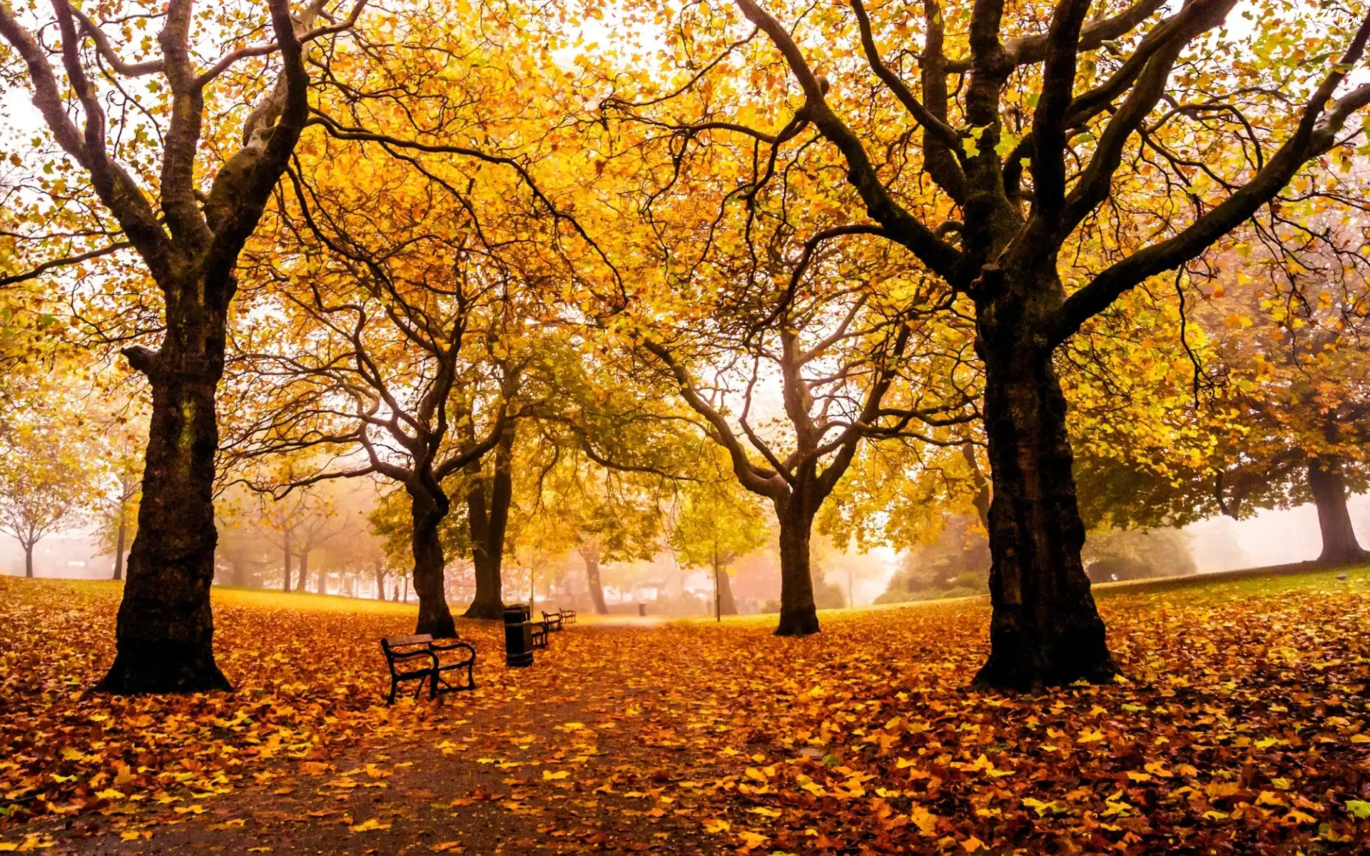 Park, Drzewa, Liście, Ławki, Jesień
