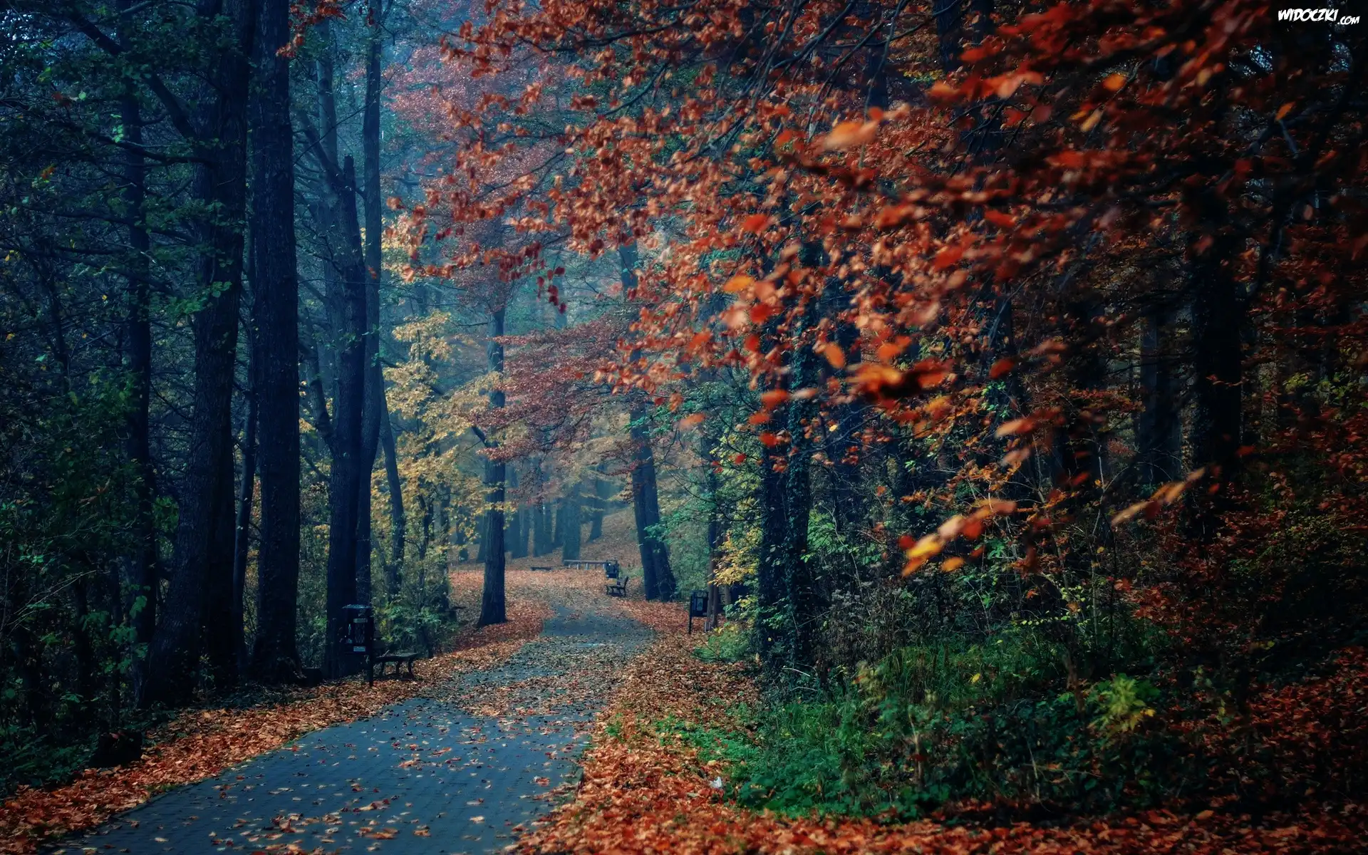 Park, Drzewa, Liście, Ławki, Jesień