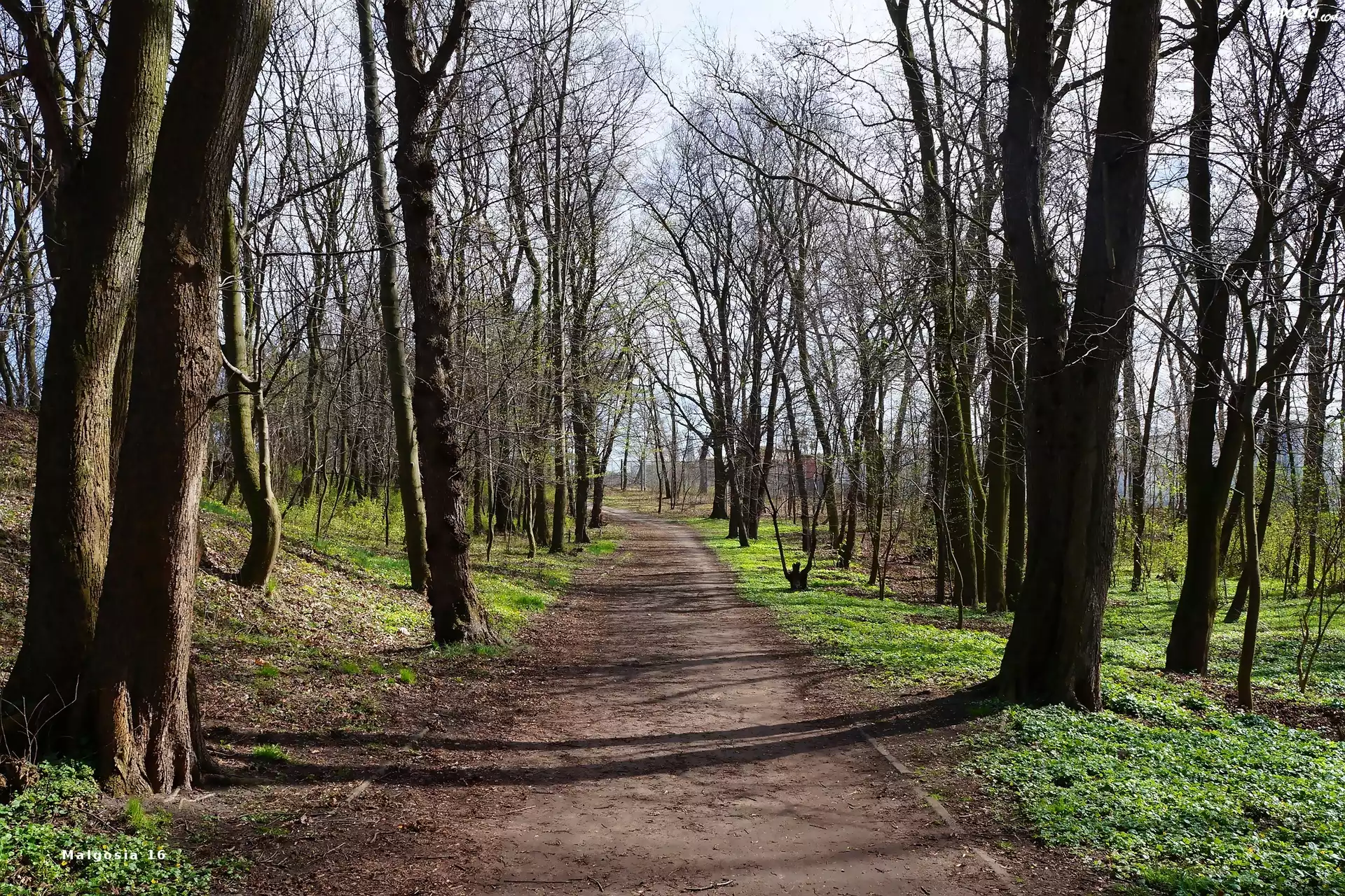 Droga, Park, Drzewa