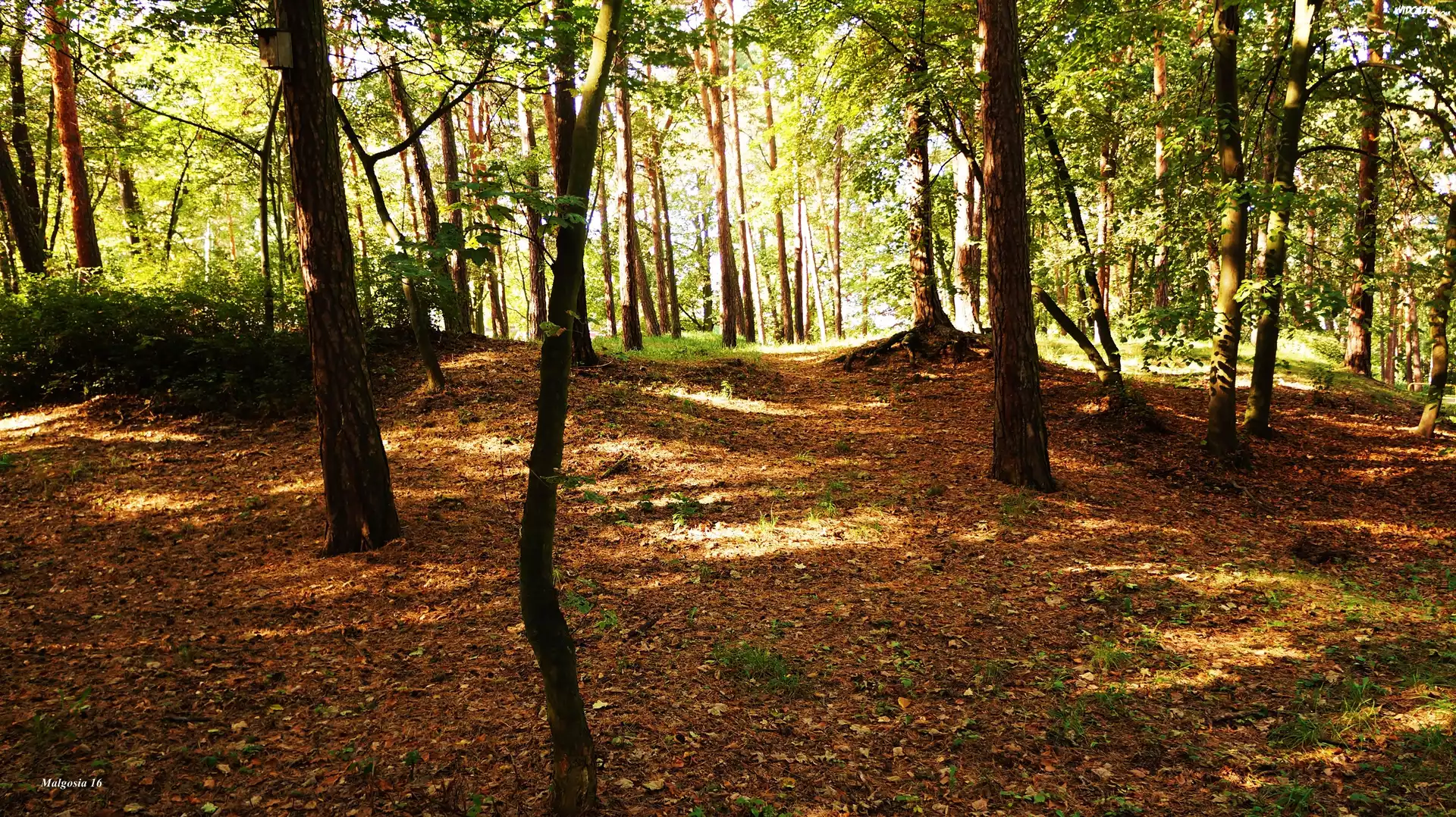 Park, Drzewa
