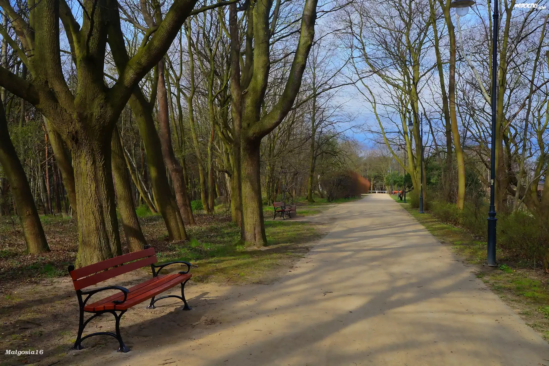 Park, Alejka, Drzewa, Ławka