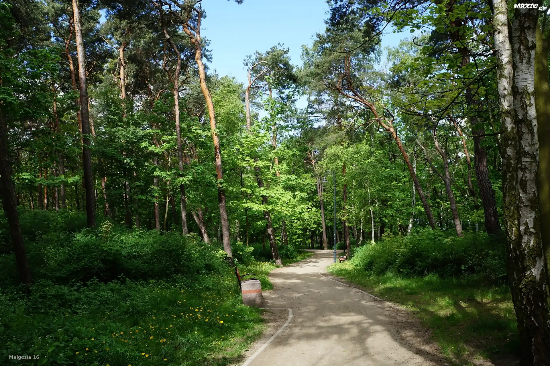 Park, Ścieżka, Drzewa, Zieleń