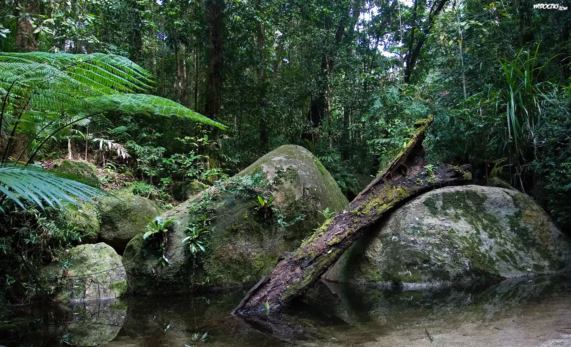 Park Narodowy, Daintree, Australia, Drzewa, Kamienie