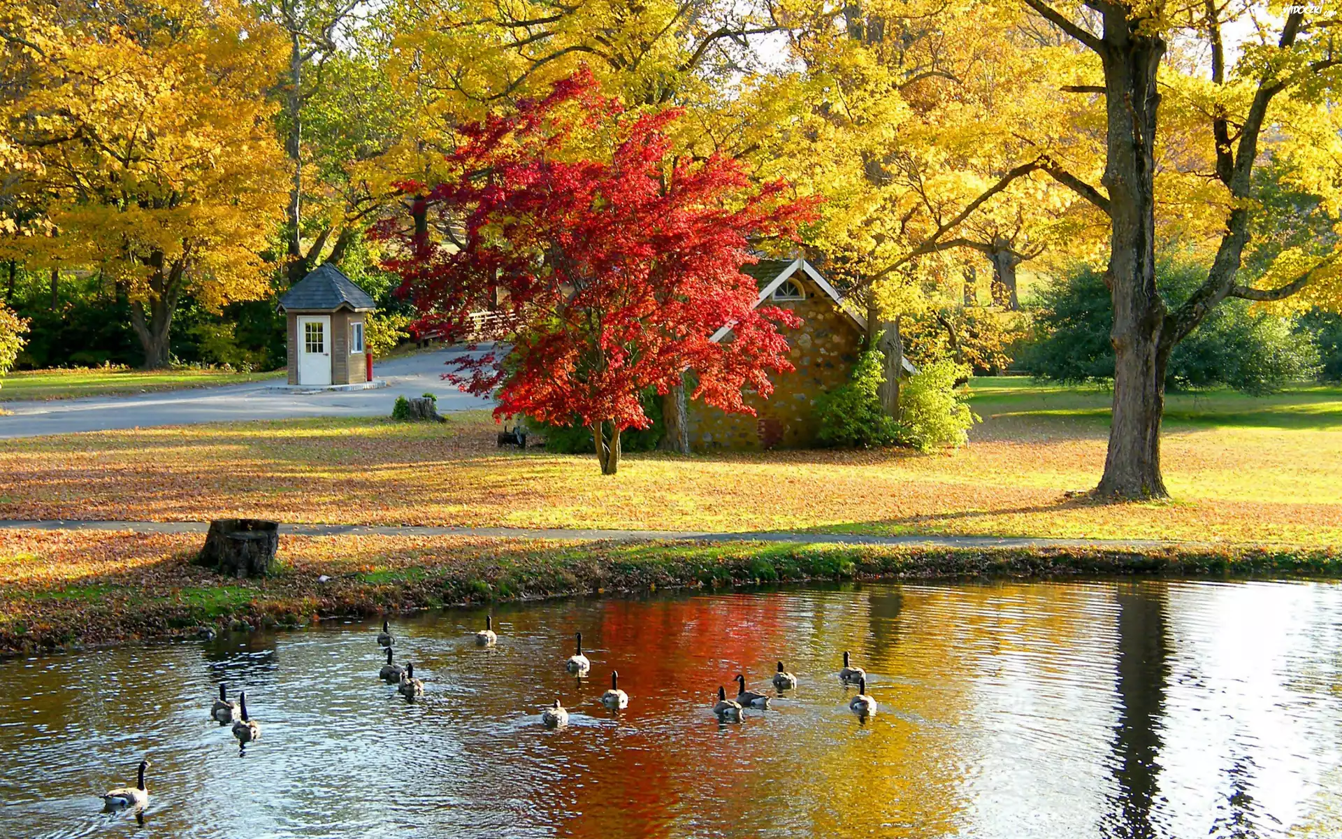 Park, Staw, Gęsi, Domek, Drzewa, Liście