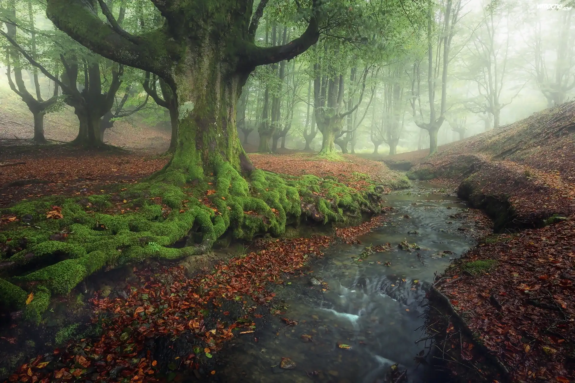 Hiszpania, Park Narodowy Gorbea, Las, Mgła, Potok, Drzewa