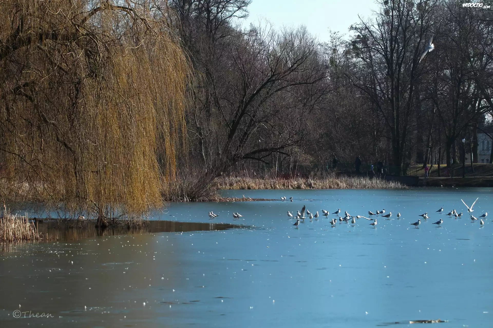 Park, Zamarznięte, Jezioro, Drzewa, Mewy