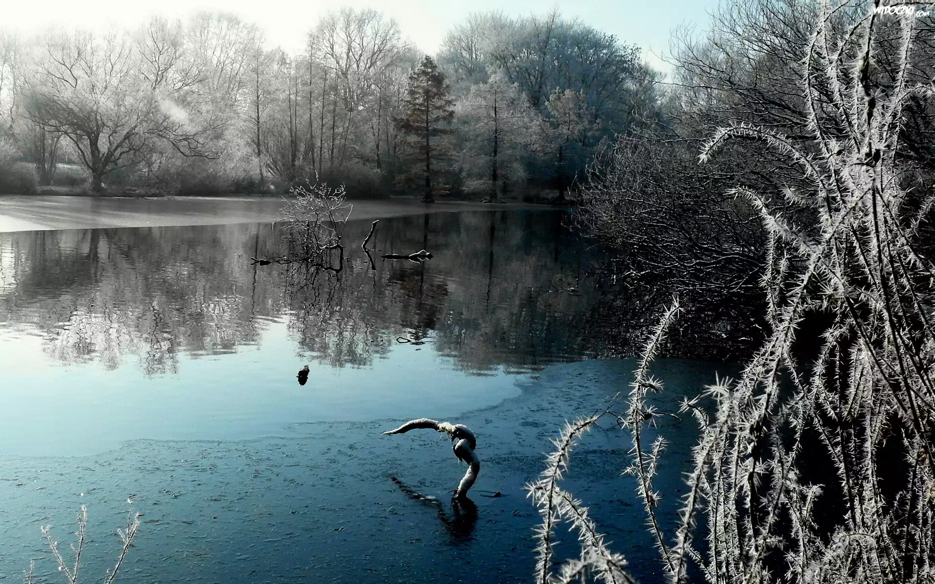 Park, Jezioro, Drzewa, Zima
