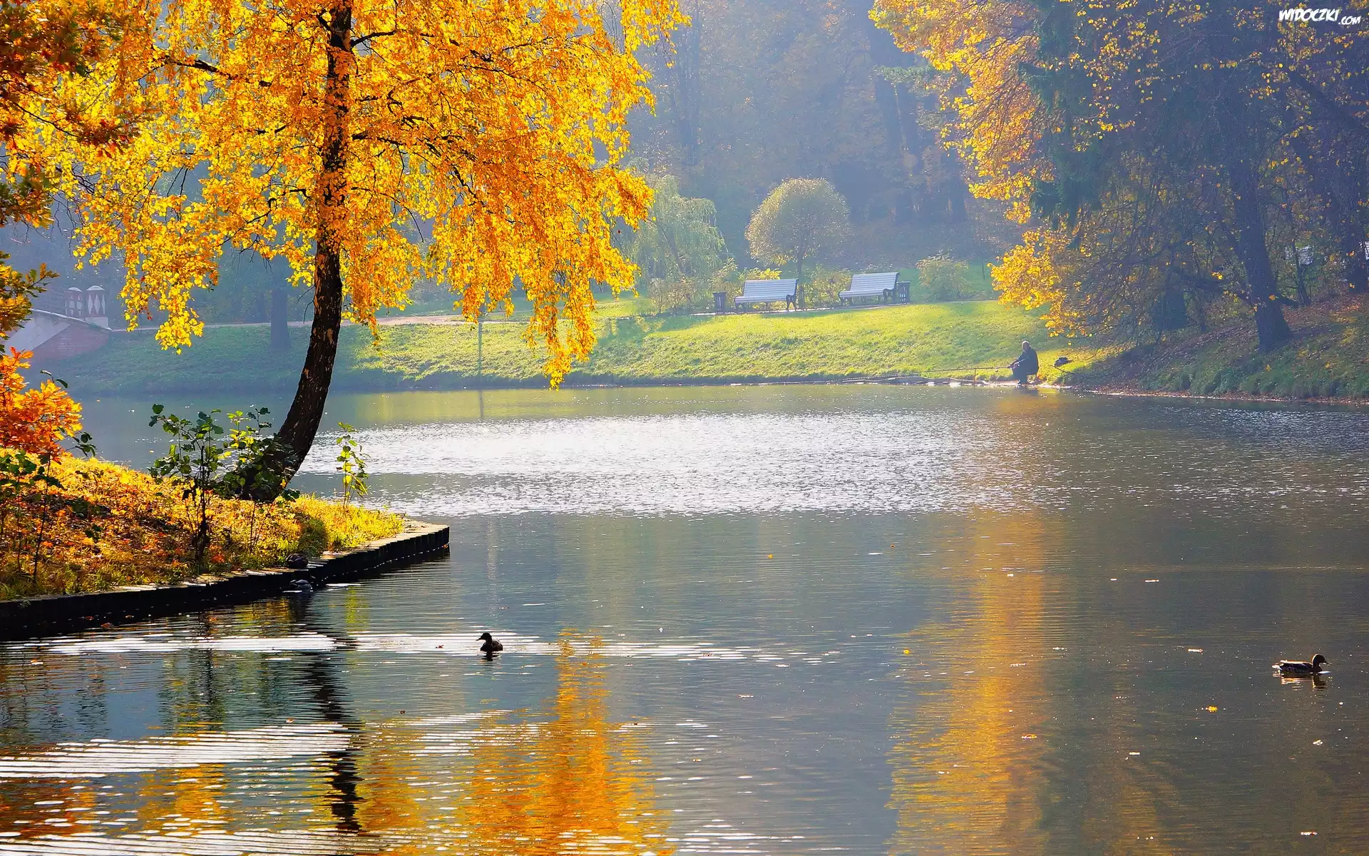 Park, Woda, Kaczki, Drzewa, Jesień