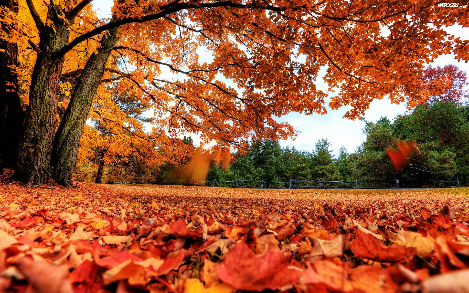 Park, Kolorowe, Drzewa, Liście