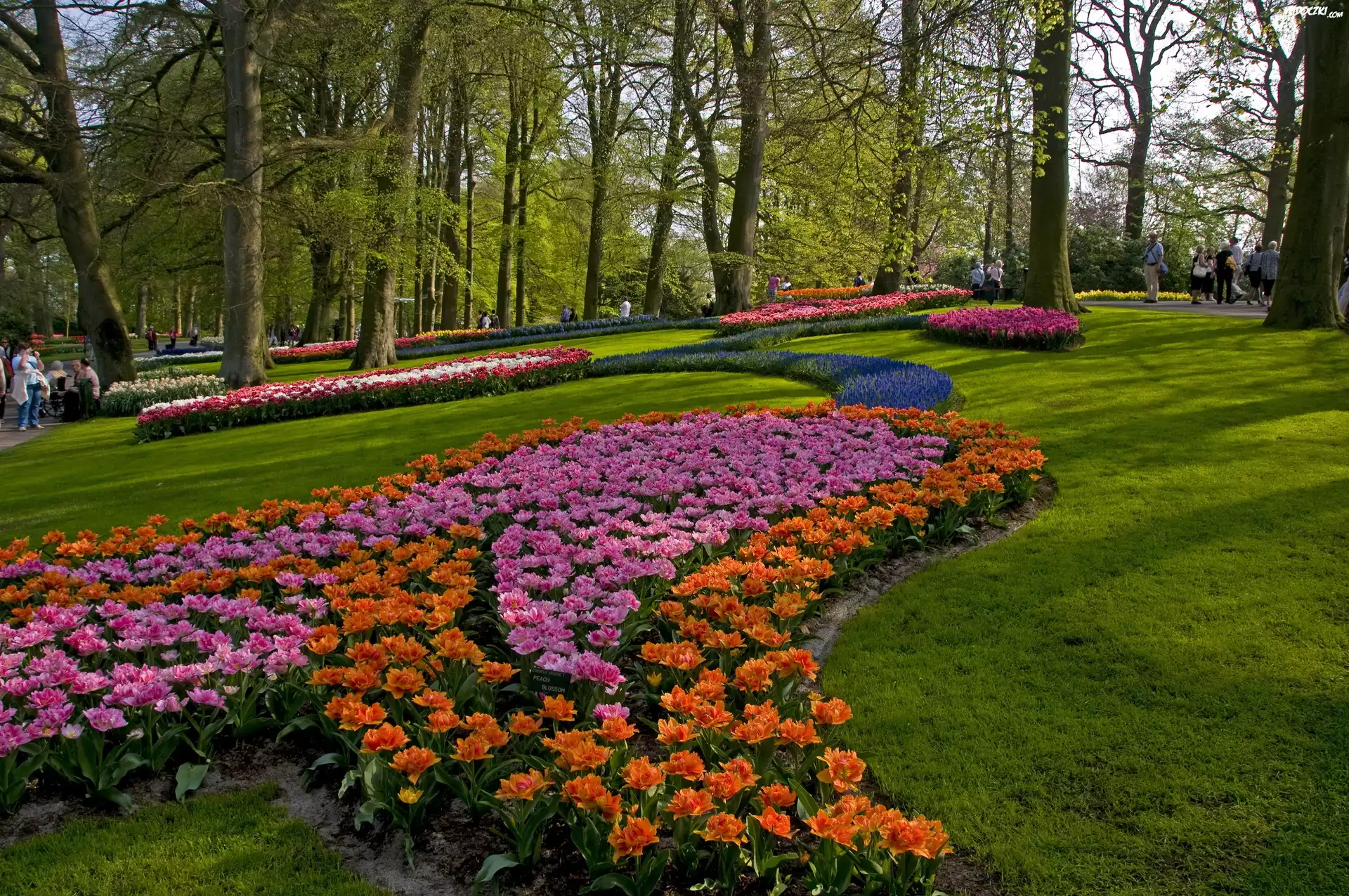 Park, Kwiaty, Drzewa, Trawniki